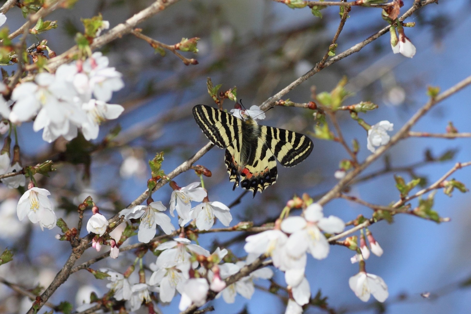 信州でのヒメギフチョウの採集・撮影｜HISAMATSU