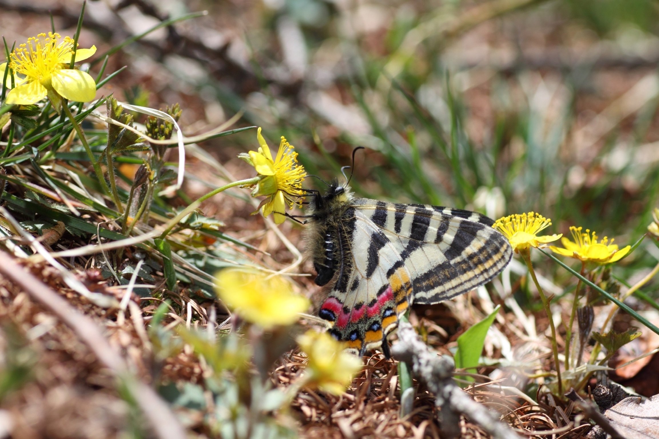 信州でのヒメギフチョウの採集・撮影｜HISAMATSU