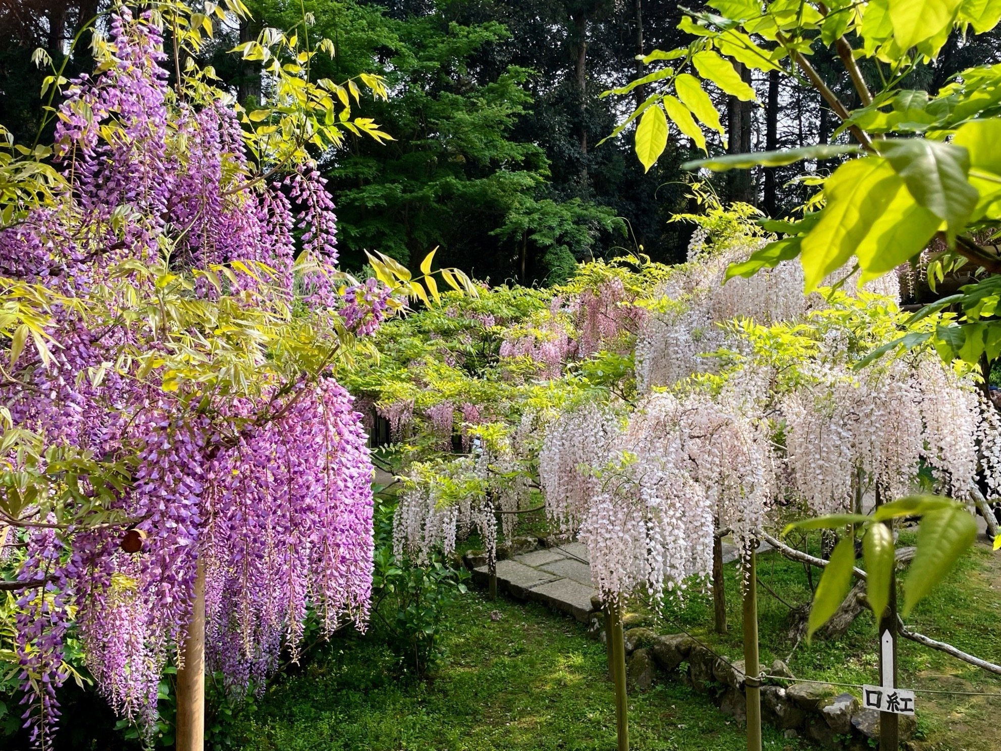 春日大社の藤 〈満開篇〉 奈良｜美術館とお寺と猫