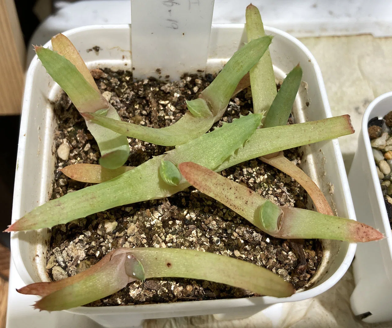キダチアロエの種を蒔いてみた3 ～発芽から10ヶ月～｜そーいち・F