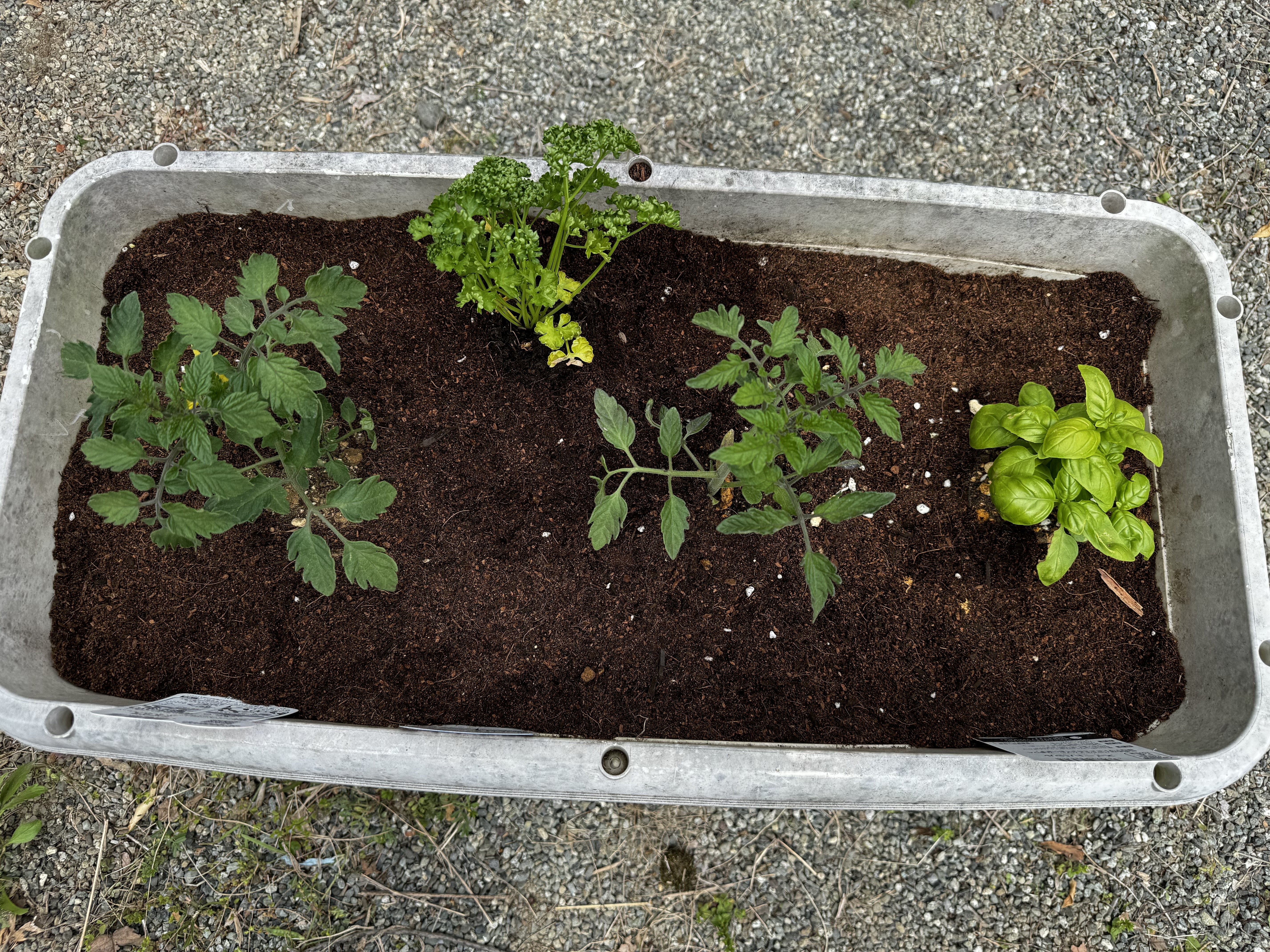 プランターで「ゆる家庭菜園」はじめました｜わぽ