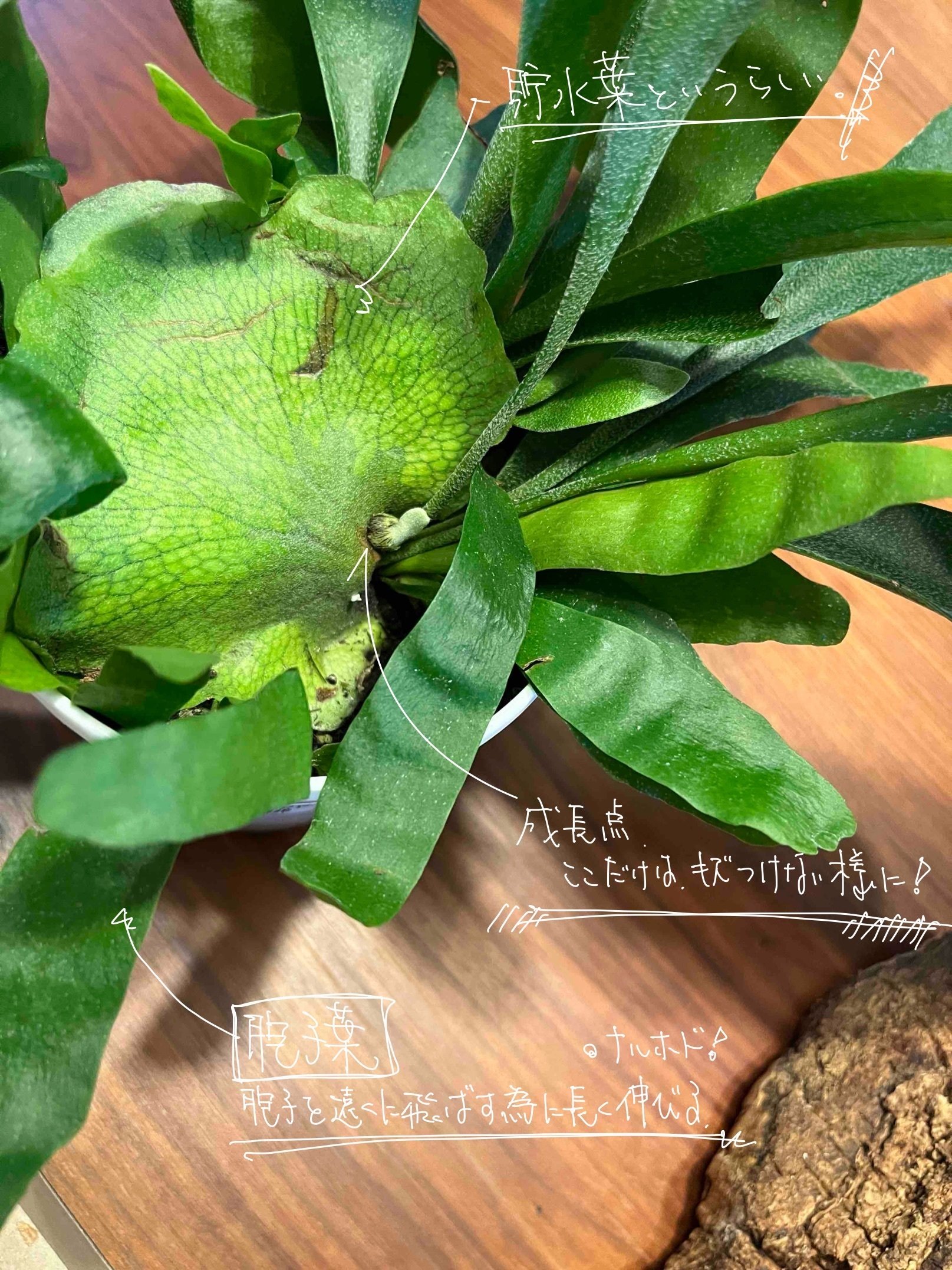 1株のビカクシダと巻いて結んで 初心者が板付けに挑戦してみた話