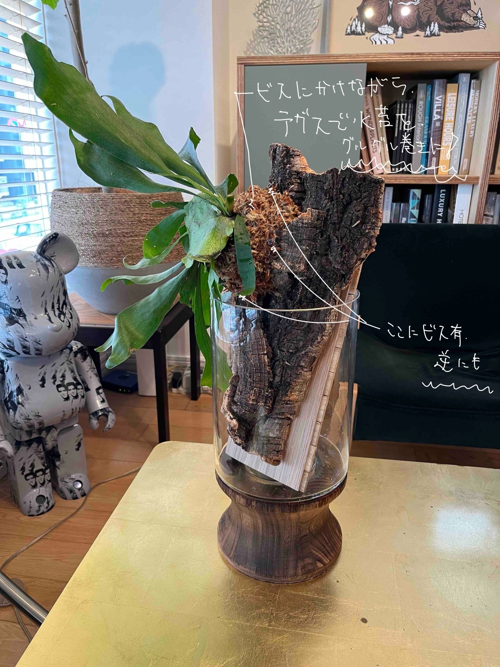 ビカクシダ 原木付け 1株のビカクシダと巻いて結んで 初心者が板付けに挑戦してみた話