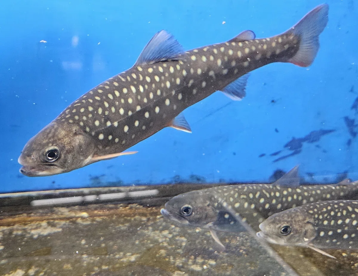 全国水族館の旅【60】札幌市豊平川さけ科学館|美原さつき