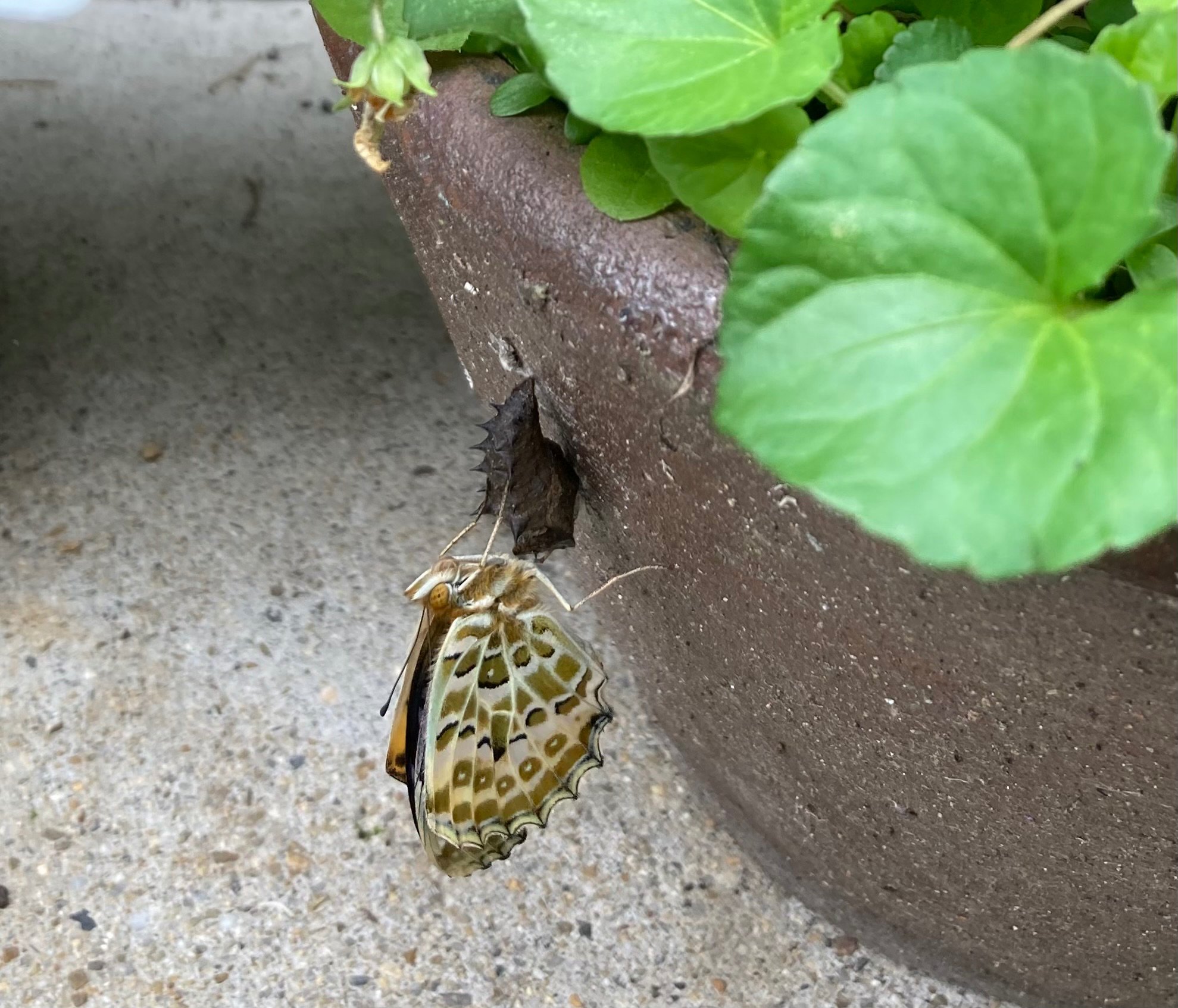 きのう、我家のスミレが食草の”ツマグロヒョウモン”が羽化しつつ