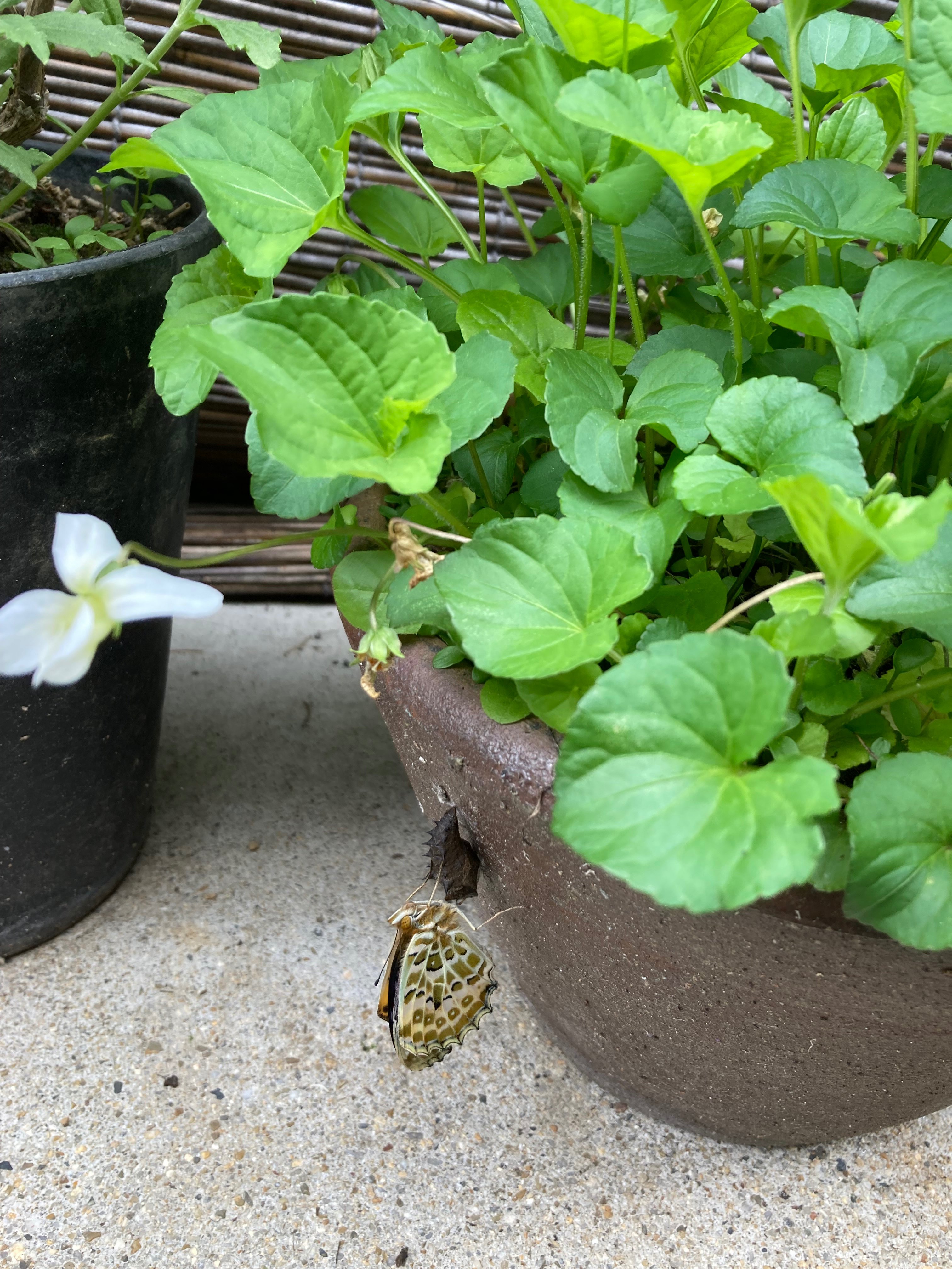 スミレ 葉っぱのみ 200g ツマグロヒョウモン 幼虫 餌