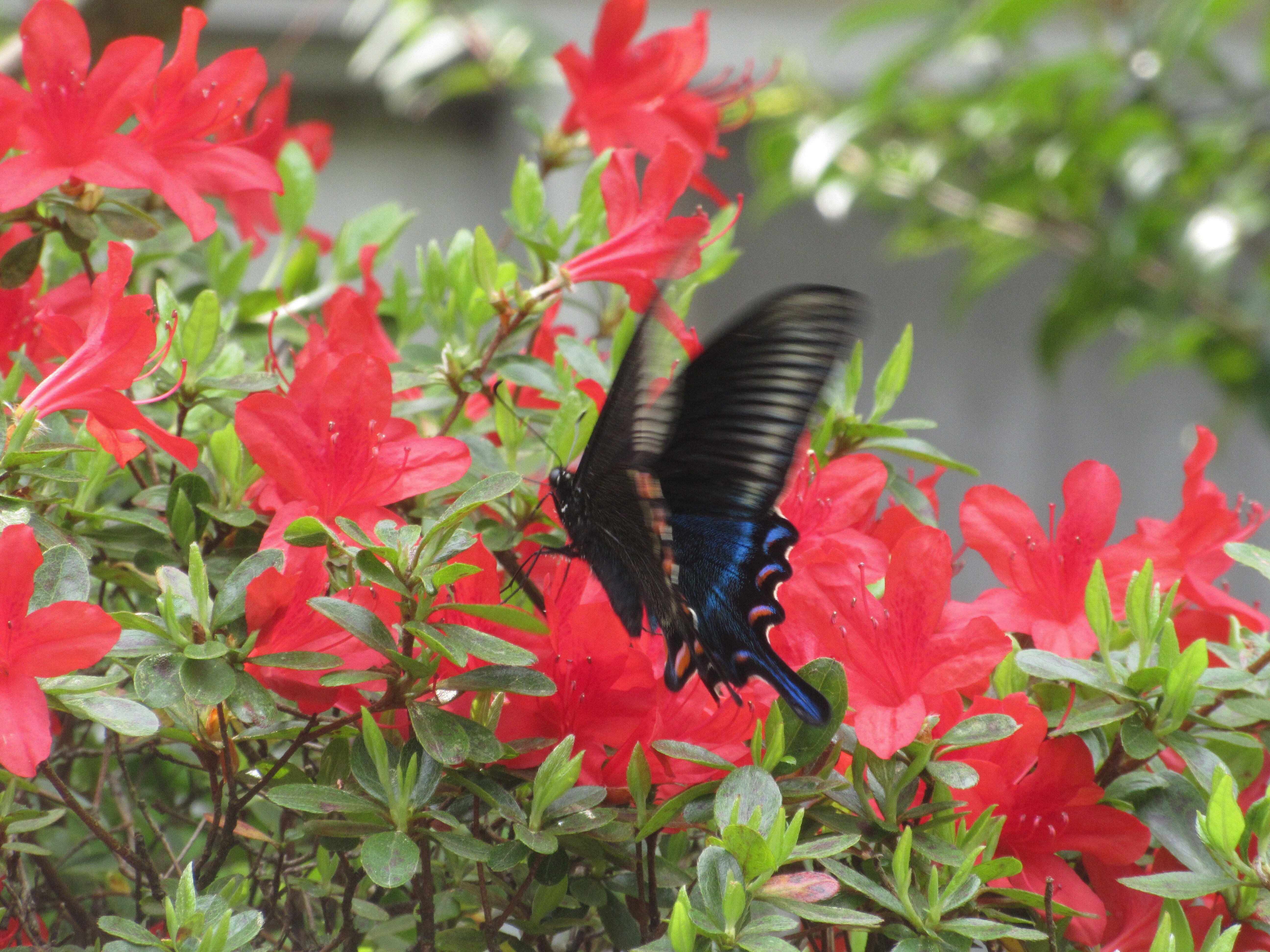 カラスアゲハが来てくれた｜ミニチュアちいさん
