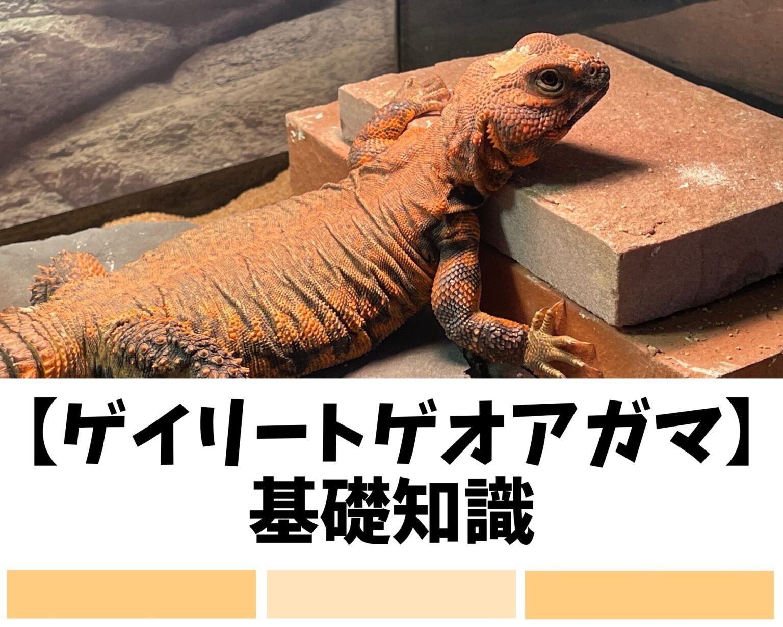 ゲイリートゲオアガマ　飼育セット 特集!!トゲオアガマの飼育 | REPBUDDY