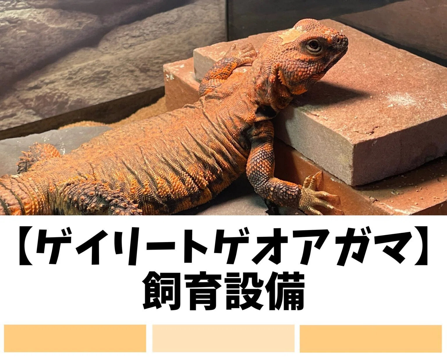 ゲイリートゲオアガマ飼育ガイド】初心者にも分かりやすく飼育方法を