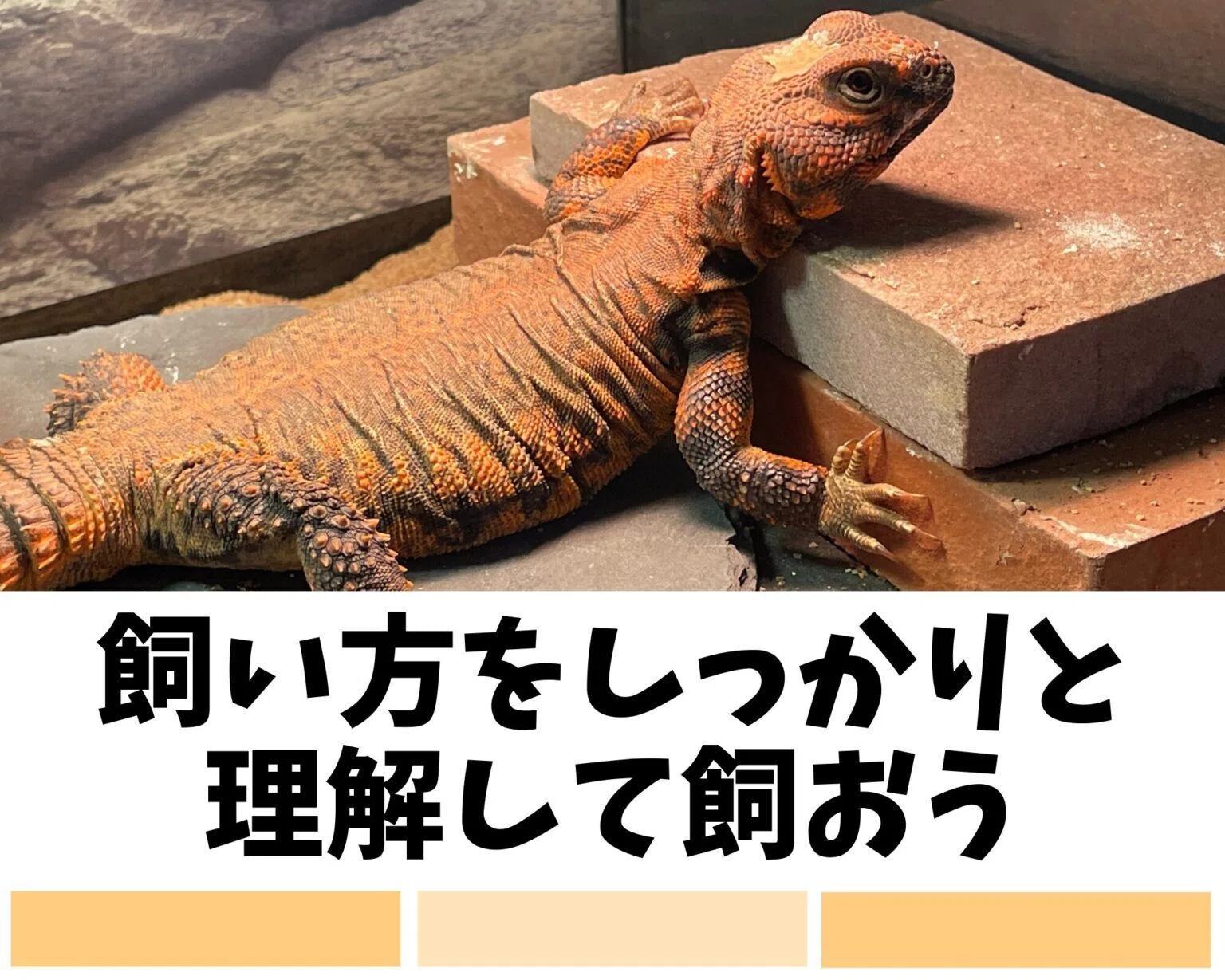 ゲイリートゲオアガマ飼育ガイド】初心者にも分かりやすく飼育方法を 