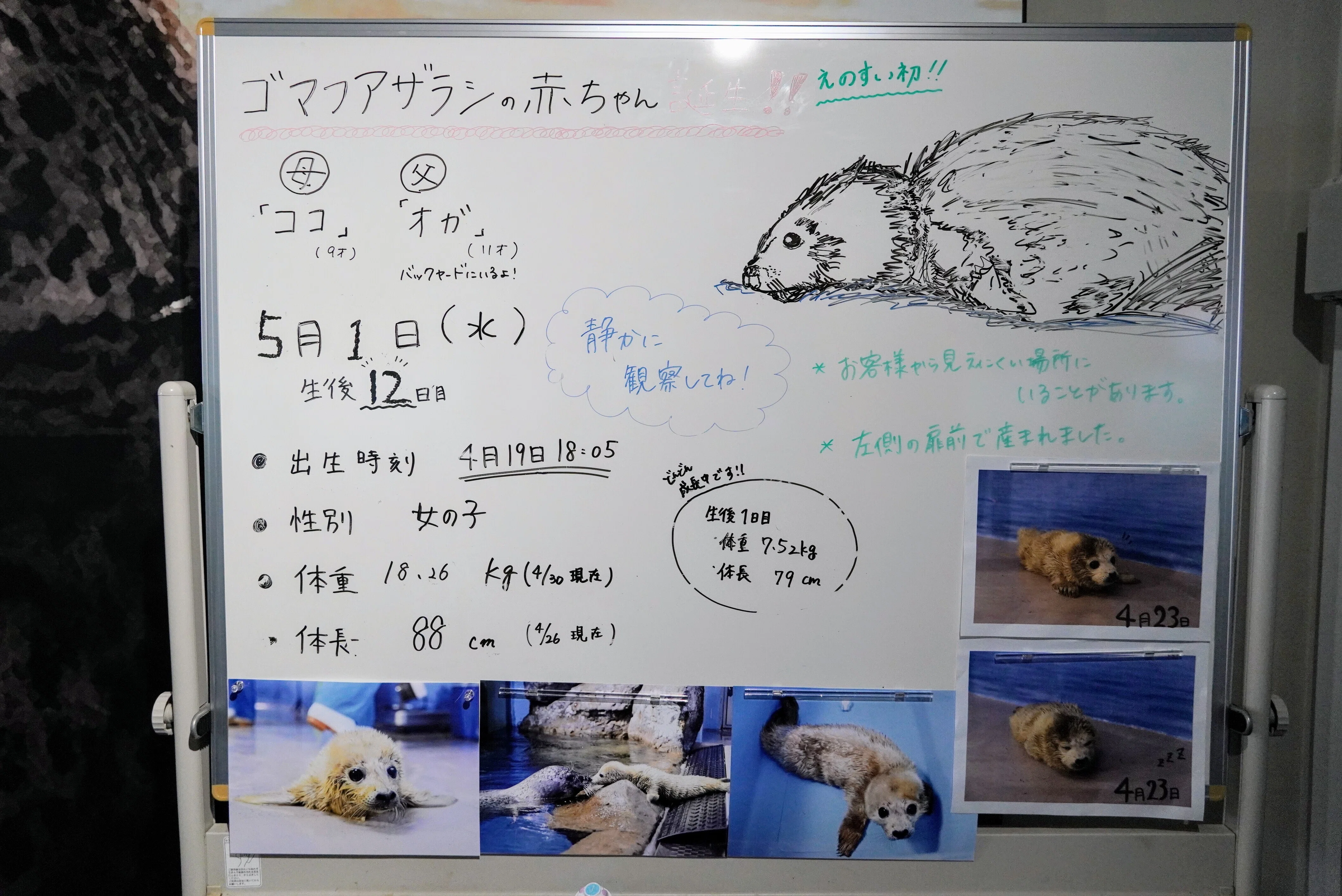 ゴマフアザラシのココア（新江ノ島水族館）｜ウソソ（カワウソファンの