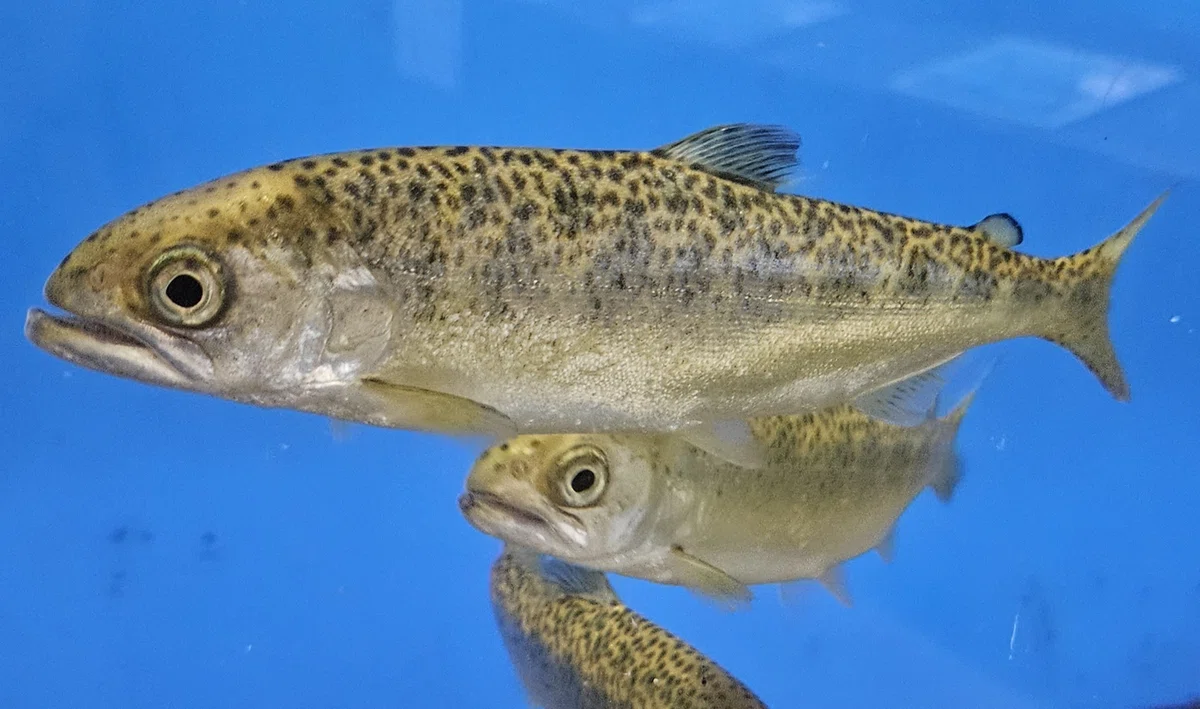全国水族館の旅【60】札幌市豊平川さけ科学館|美原さつき