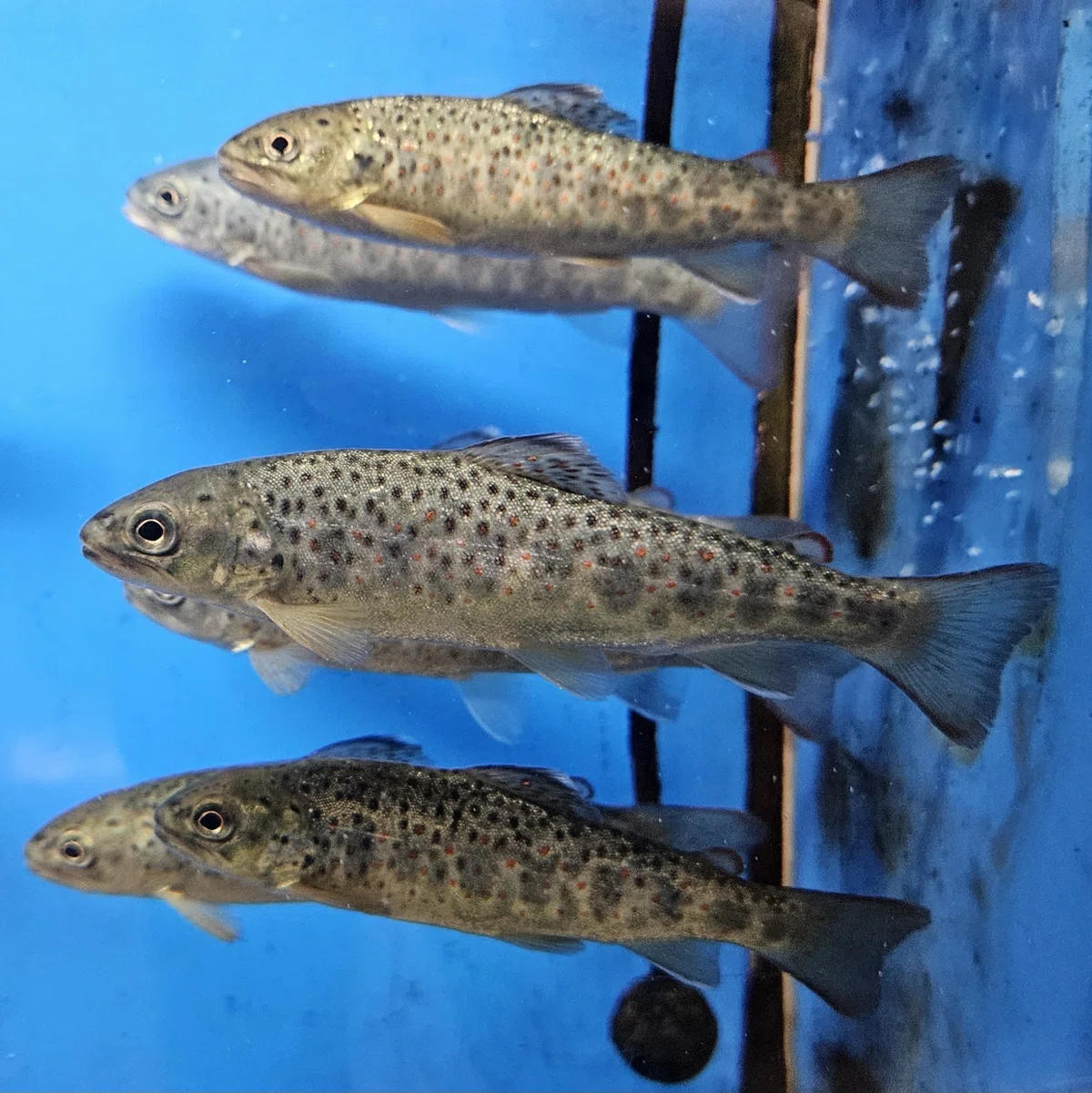 全国水族館の旅【60】札幌市豊平川さけ科学館|美原さつき