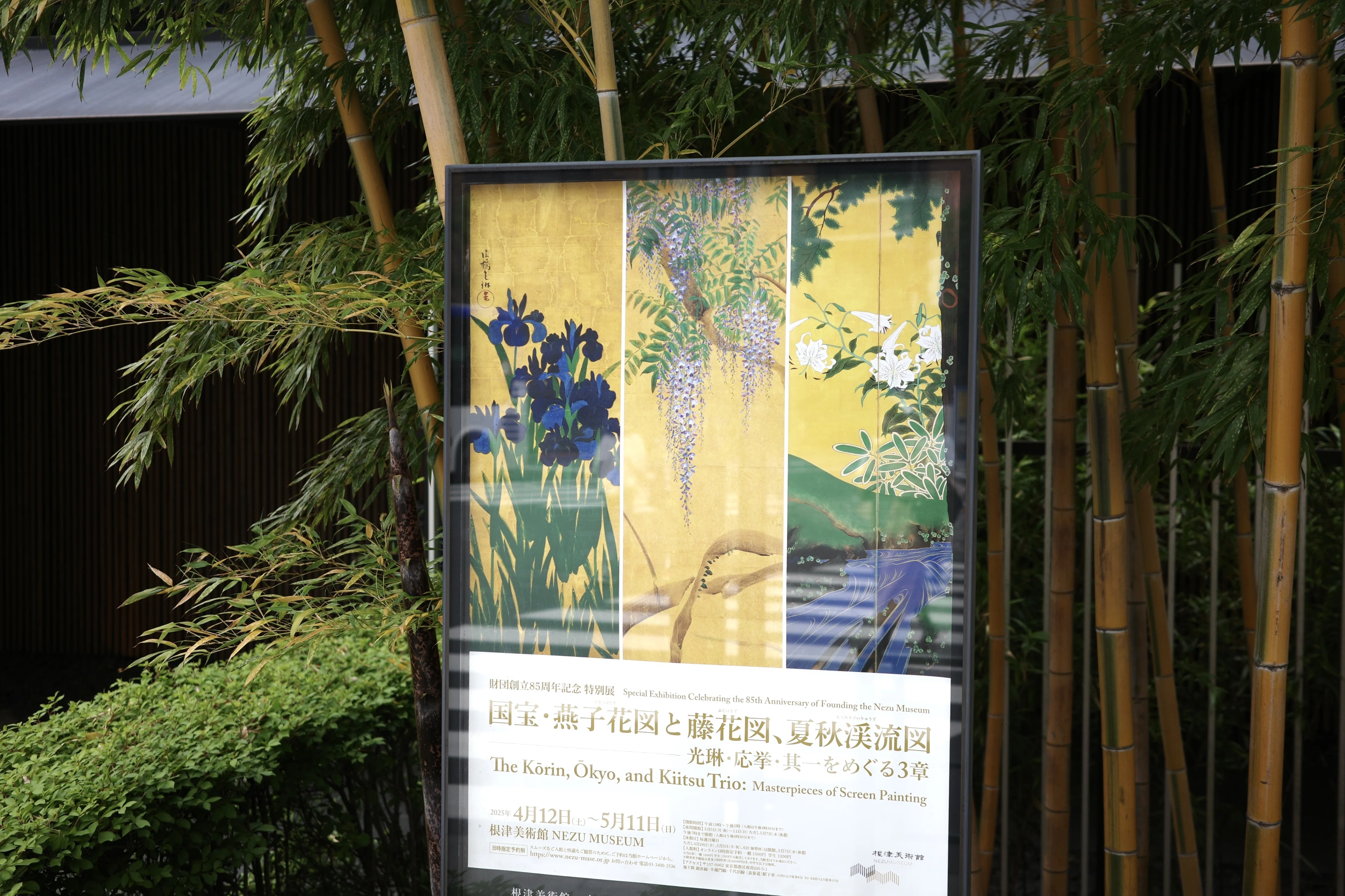 Visiting the Nezu Museum to Admire Wisteria Flowers｜無為の茶客