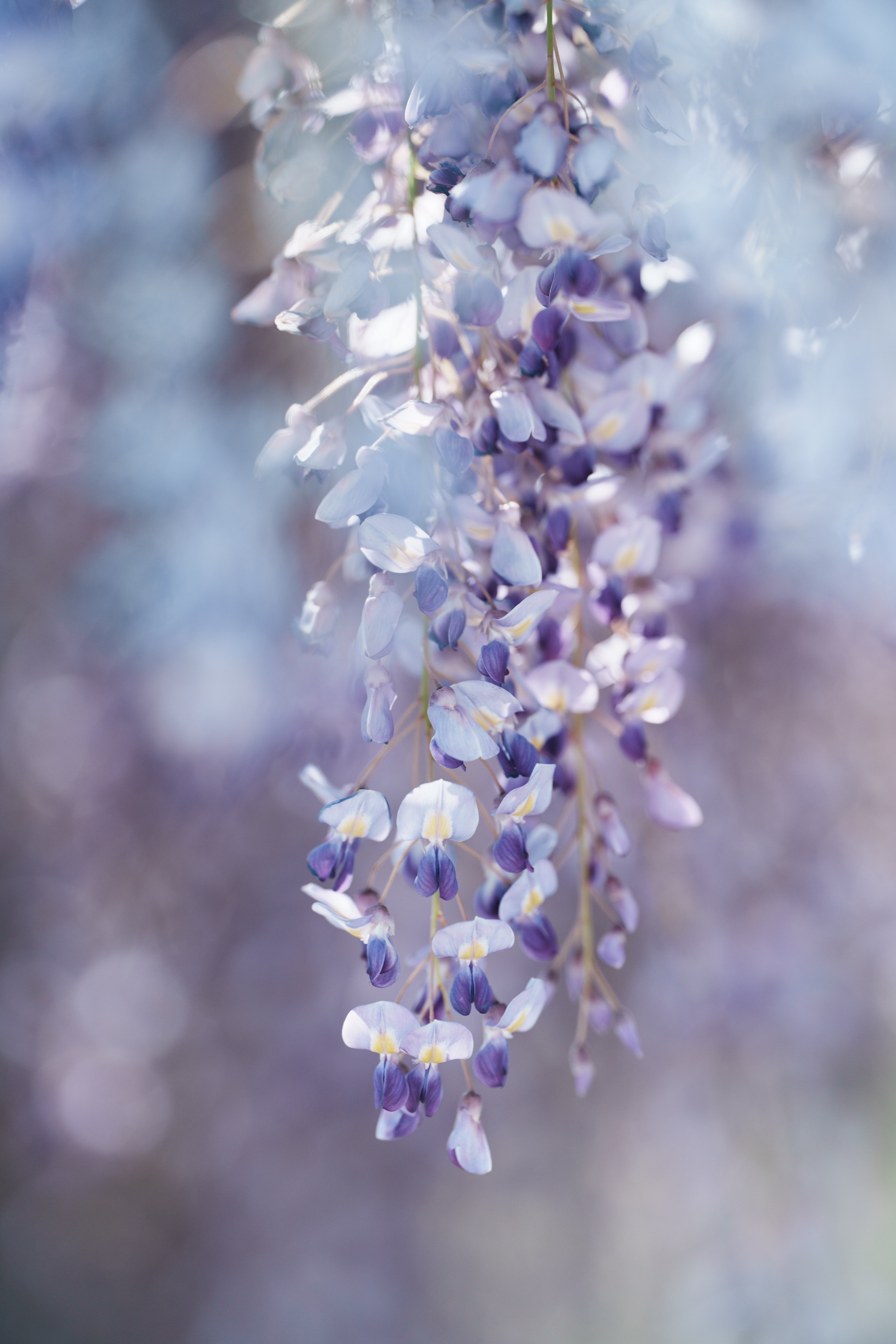 実写】Viltrox 135mm f1.8 LAB × 万博記念公園の藤──話題の