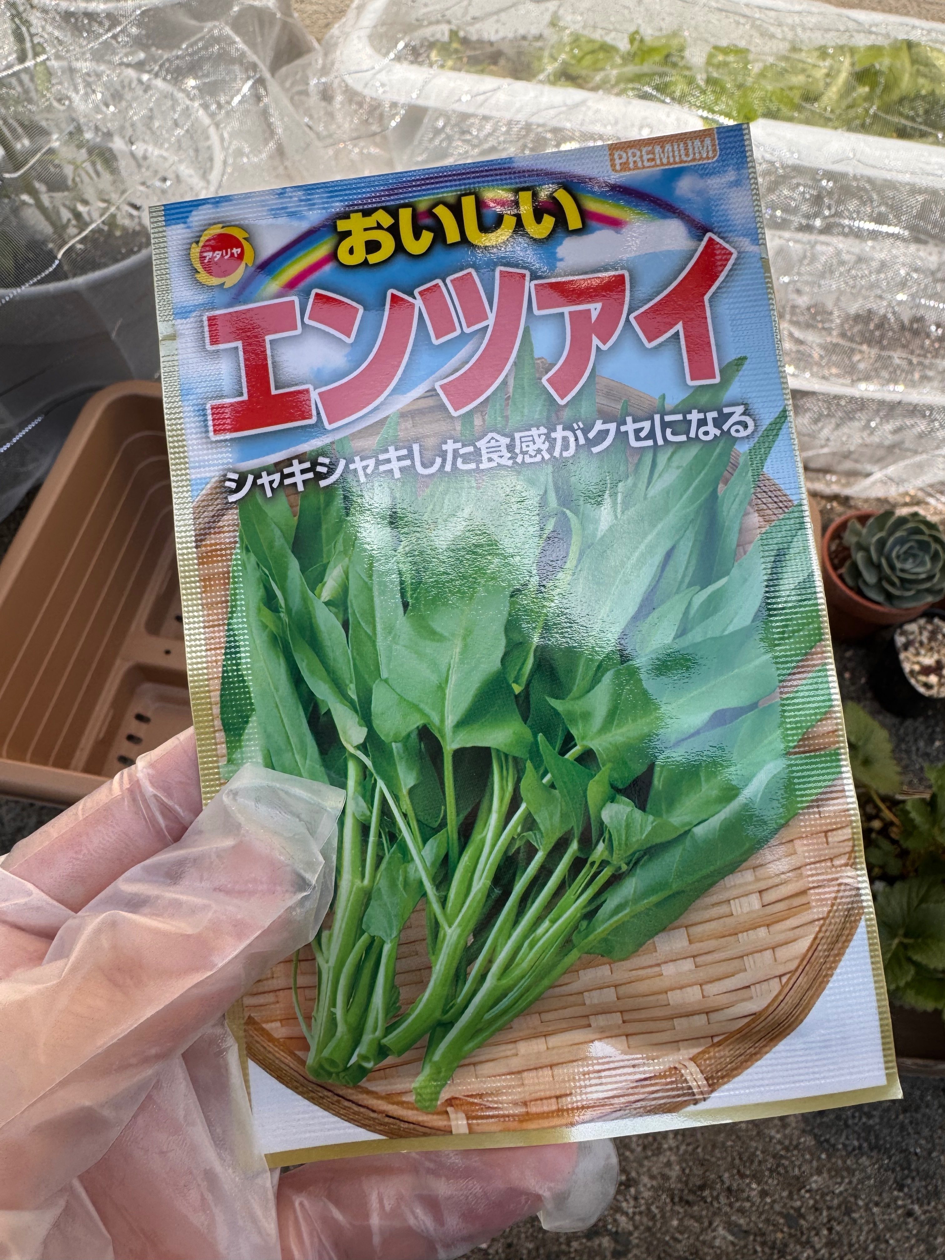 空芯菜の種まきをしました｜jasmine