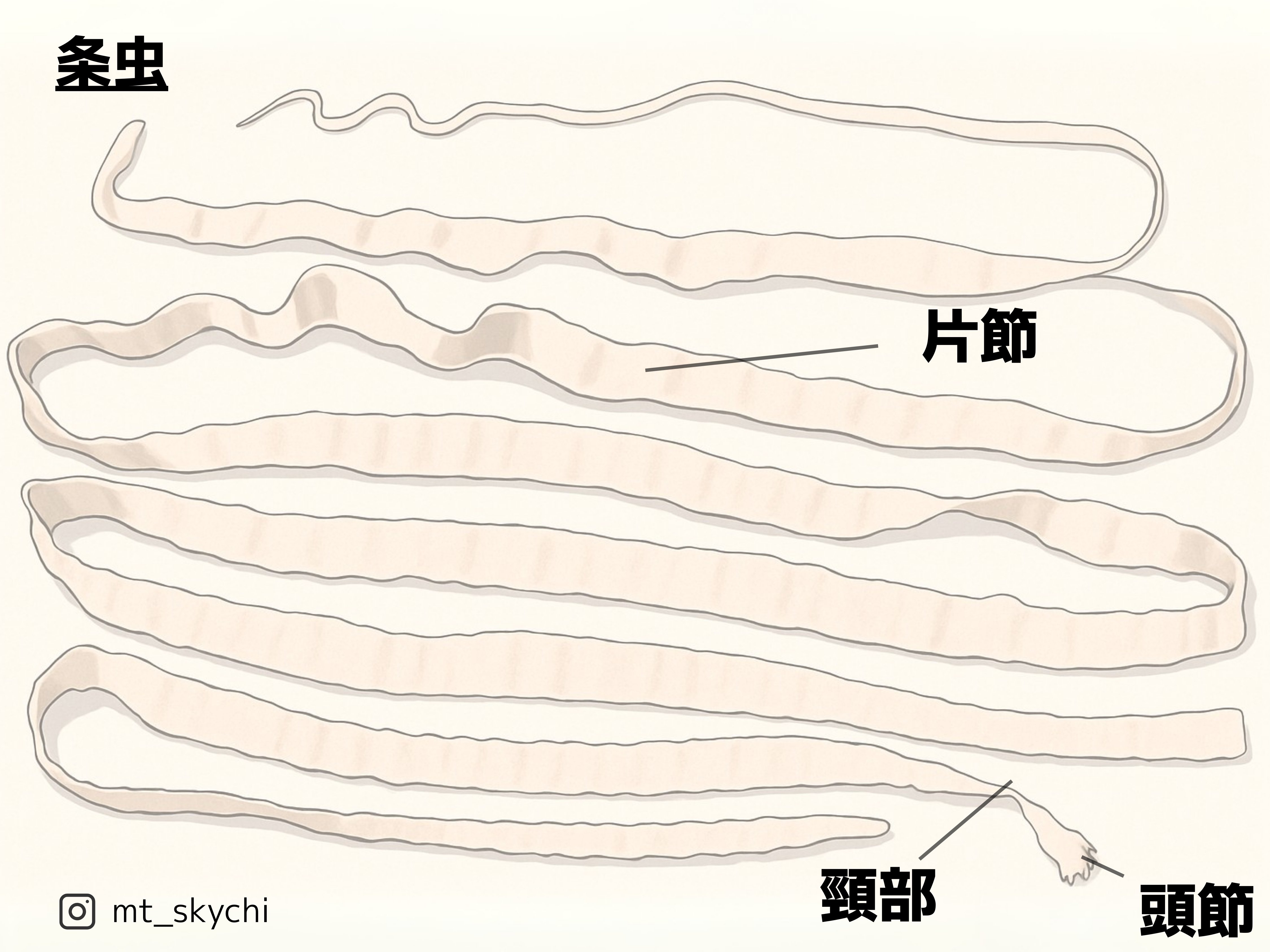 2025第71回臨床検査技師国家試験解説【臨床検査総論編】#1〜10｜そらち