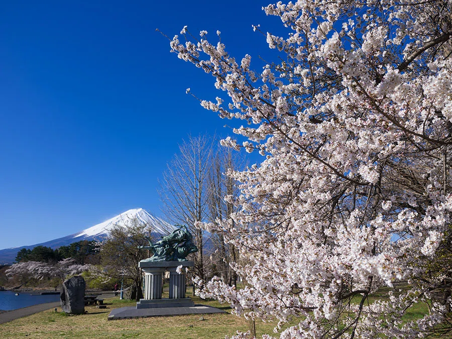 河口湖の桜と富士山 | GFX100RF｜borichan | 旅するカメラ