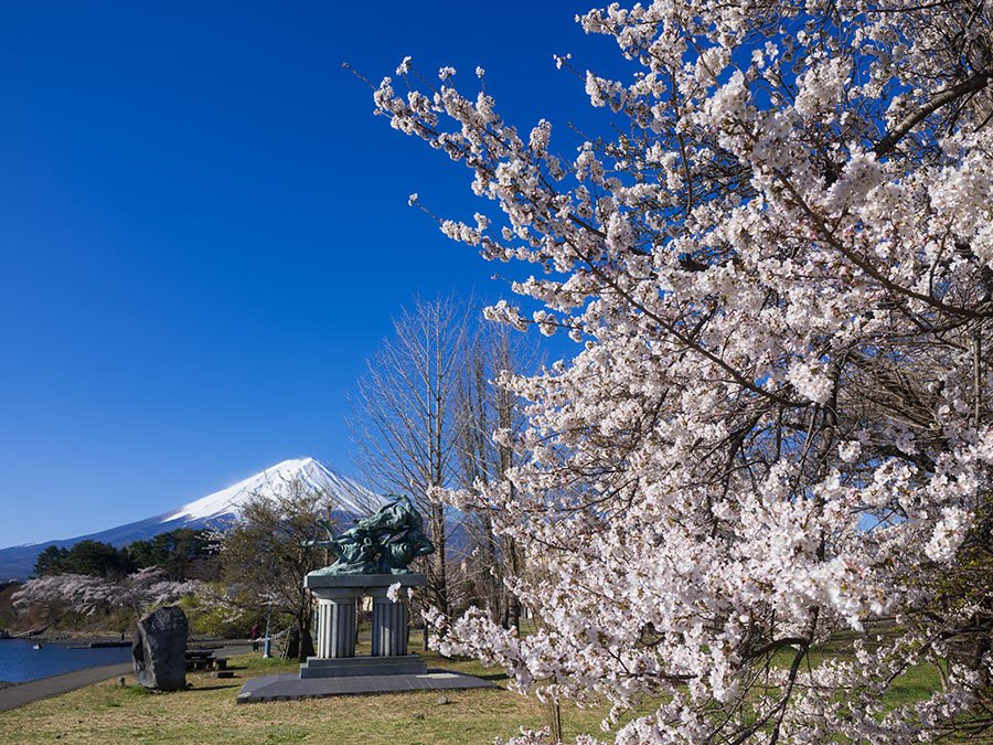 河口湖の桜と富士山 | GFX100RF｜borichan | 旅するカメラ