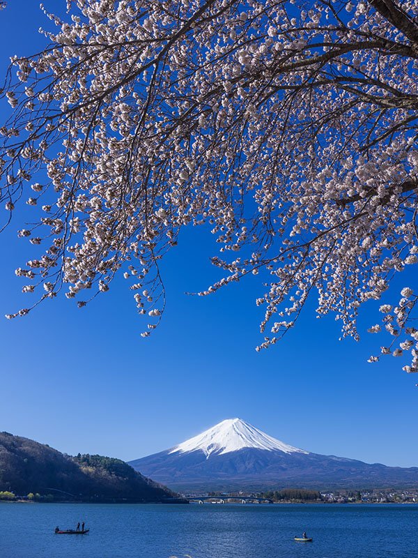 河口湖の桜と富士山 | GFX100RF|borichan | 旅するカメラ 河口湖の桜と富士山 | GFX100RF|borichan | 旅するカメラ