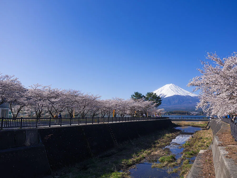 河口湖の桜と富士山 | GFX100RF｜borichan | 旅するカメラ