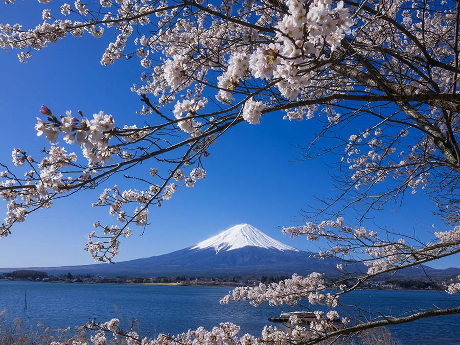 河口湖の桜と富士山 | GFX100RF｜borichan | 旅するカメラ