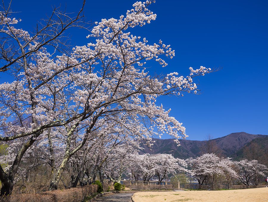 河口湖の桜と富士山 | GFX100RF｜borichan | 旅するカメラ