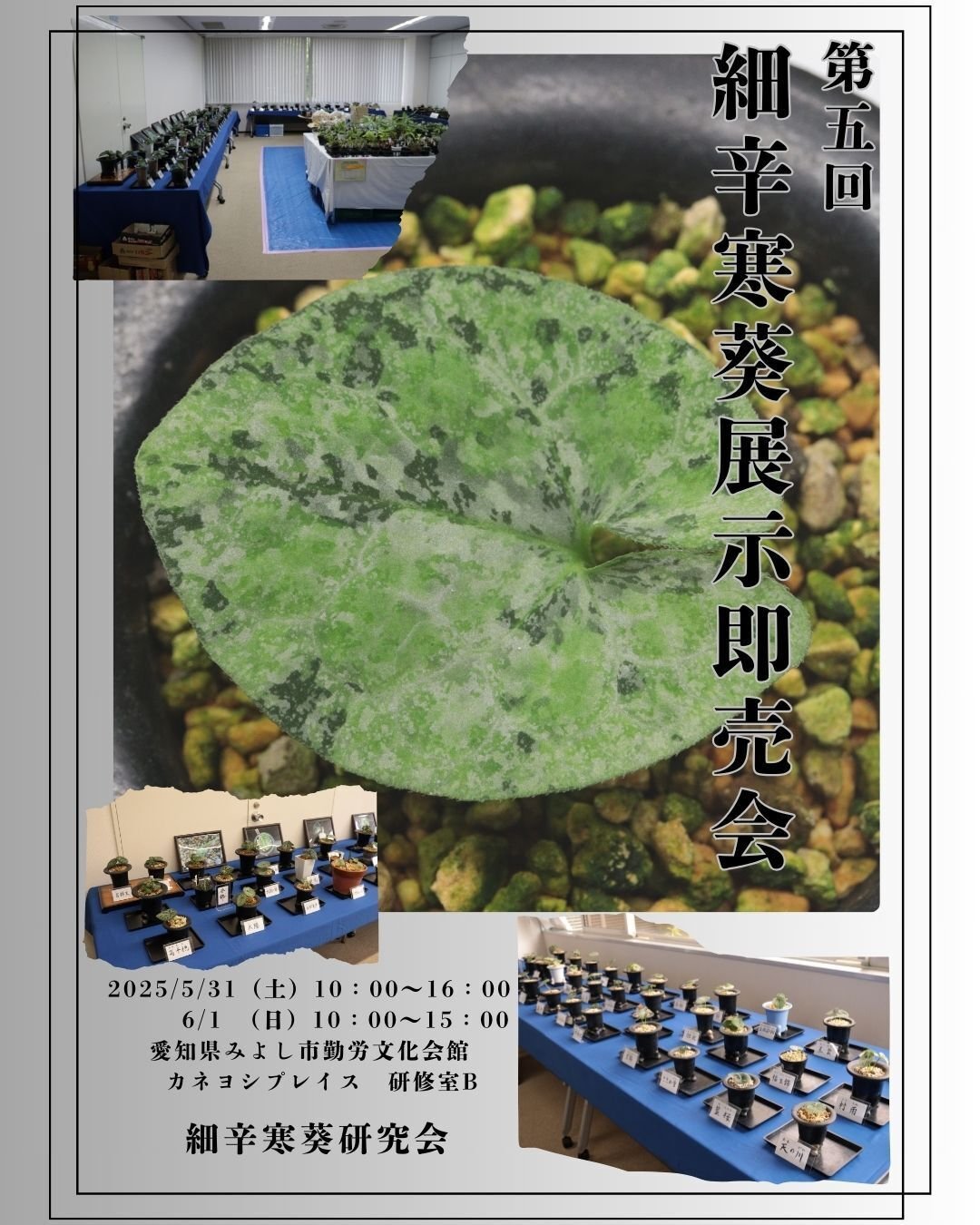 図鑑　細辛寒葵　銘鑑　細辛　寒葵　カンアオイ　山野草　参考書　古典園芸　斑入植物 Amazon.co.jp: 細辛 寒葵 カンアオイ 銘鑑 山野草 細辛銘鑑 古典園芸