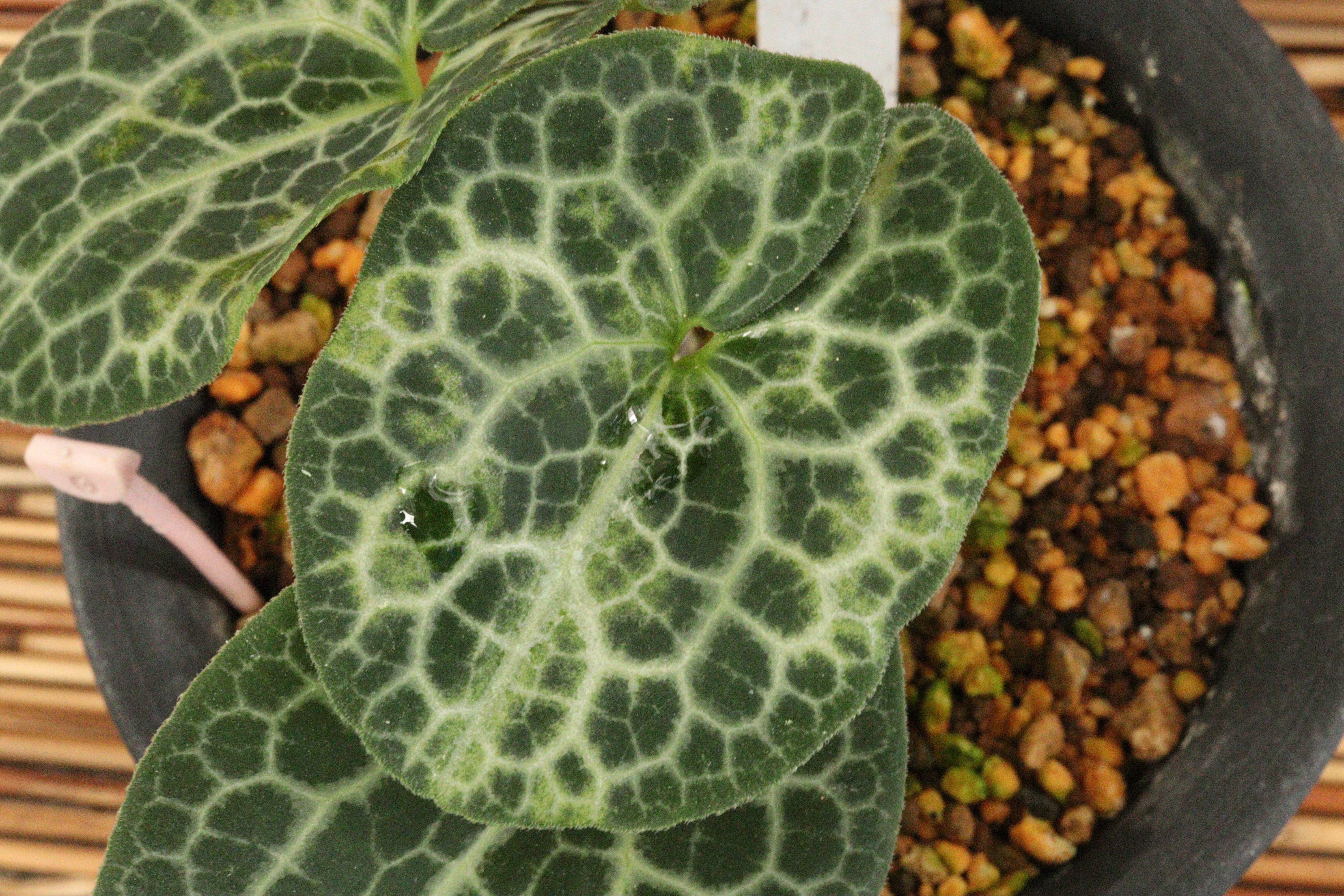 細辛寒葵展示即売会のお知らせと今年の葉っぱを一部紹介｜古典園芸植物