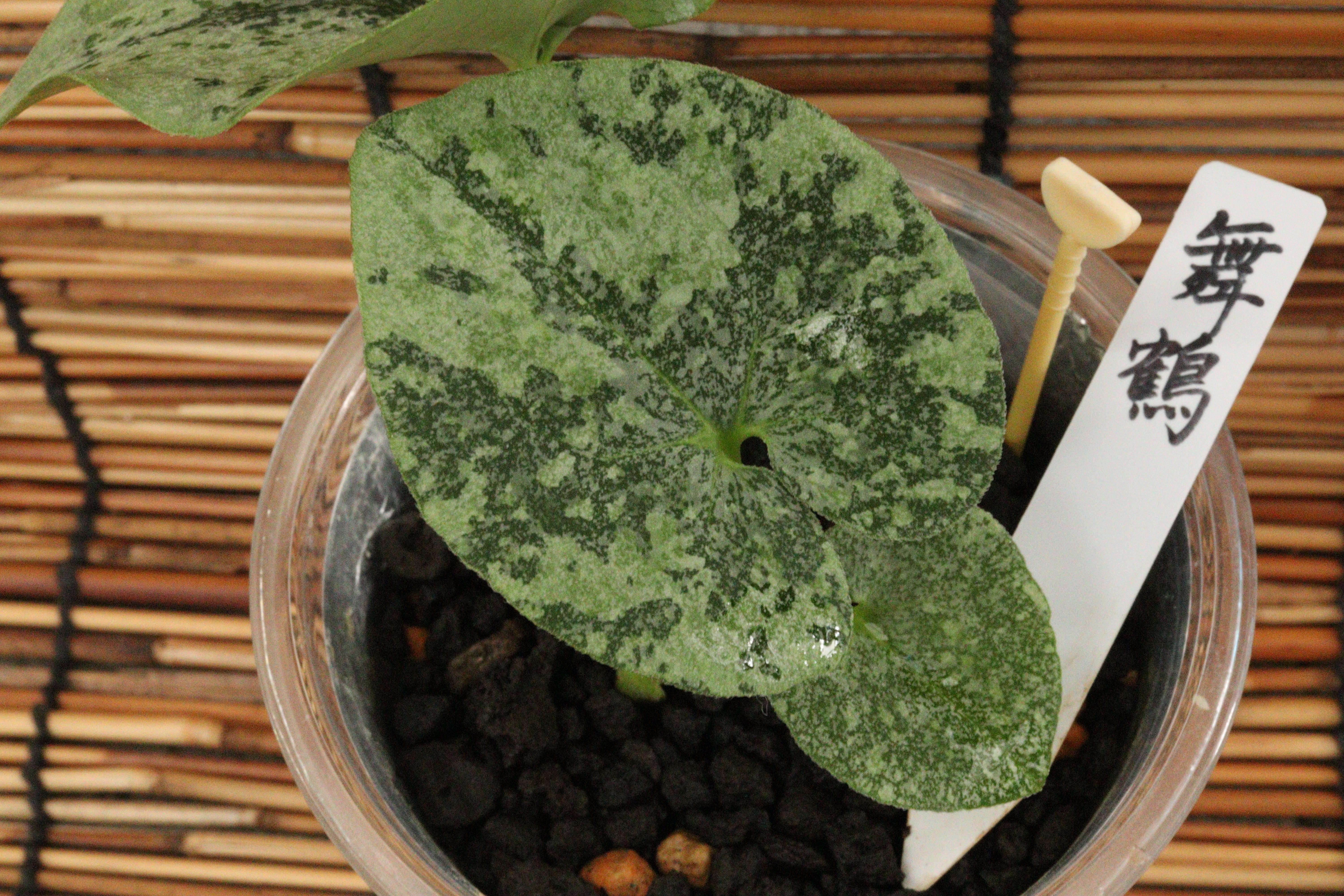 細辛寒葵展示即売会のお知らせと今年の葉っぱを一部紹介｜古典園芸植物