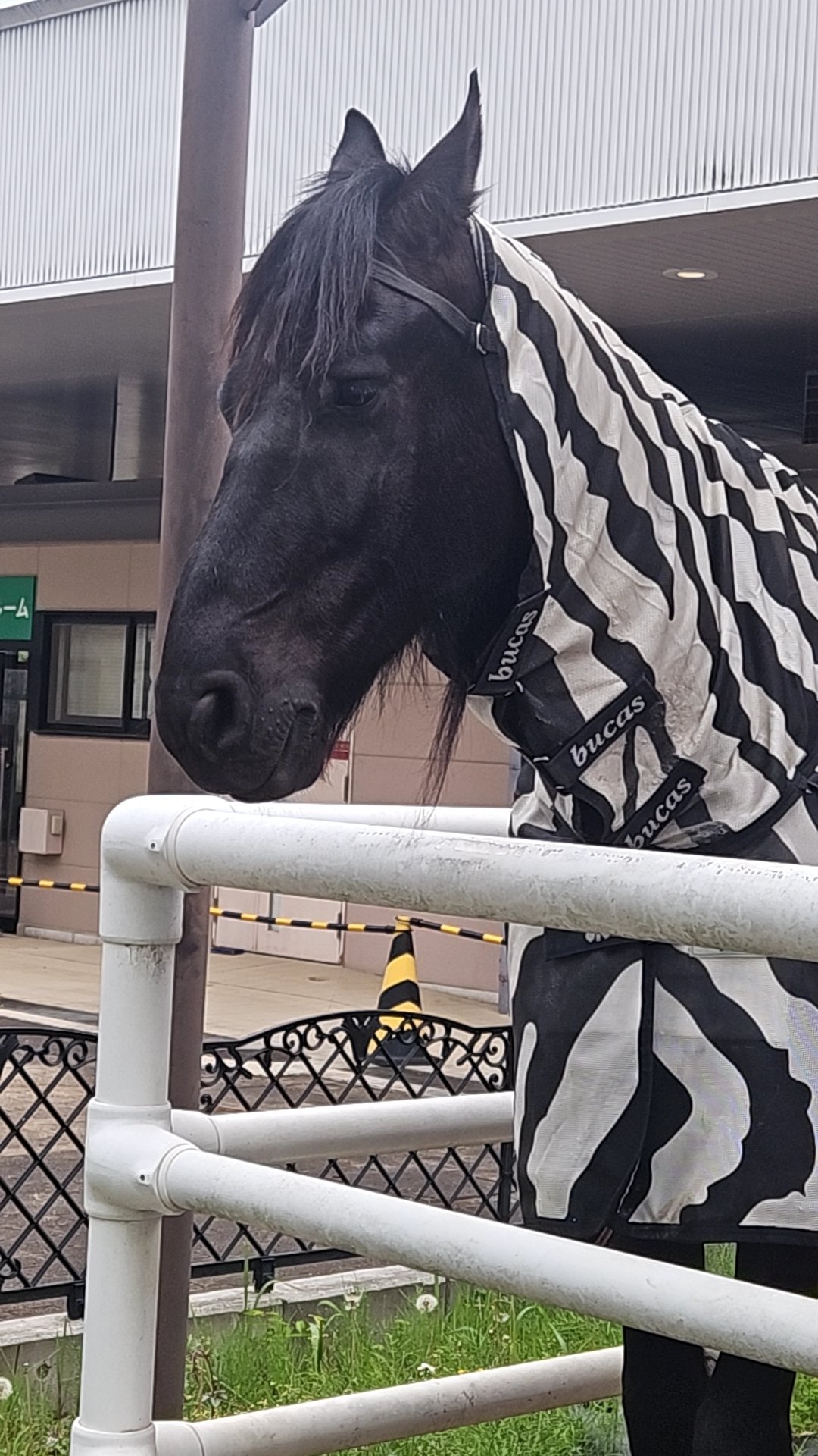 東京競馬場訪問(4/26)｜雛鳥キリン