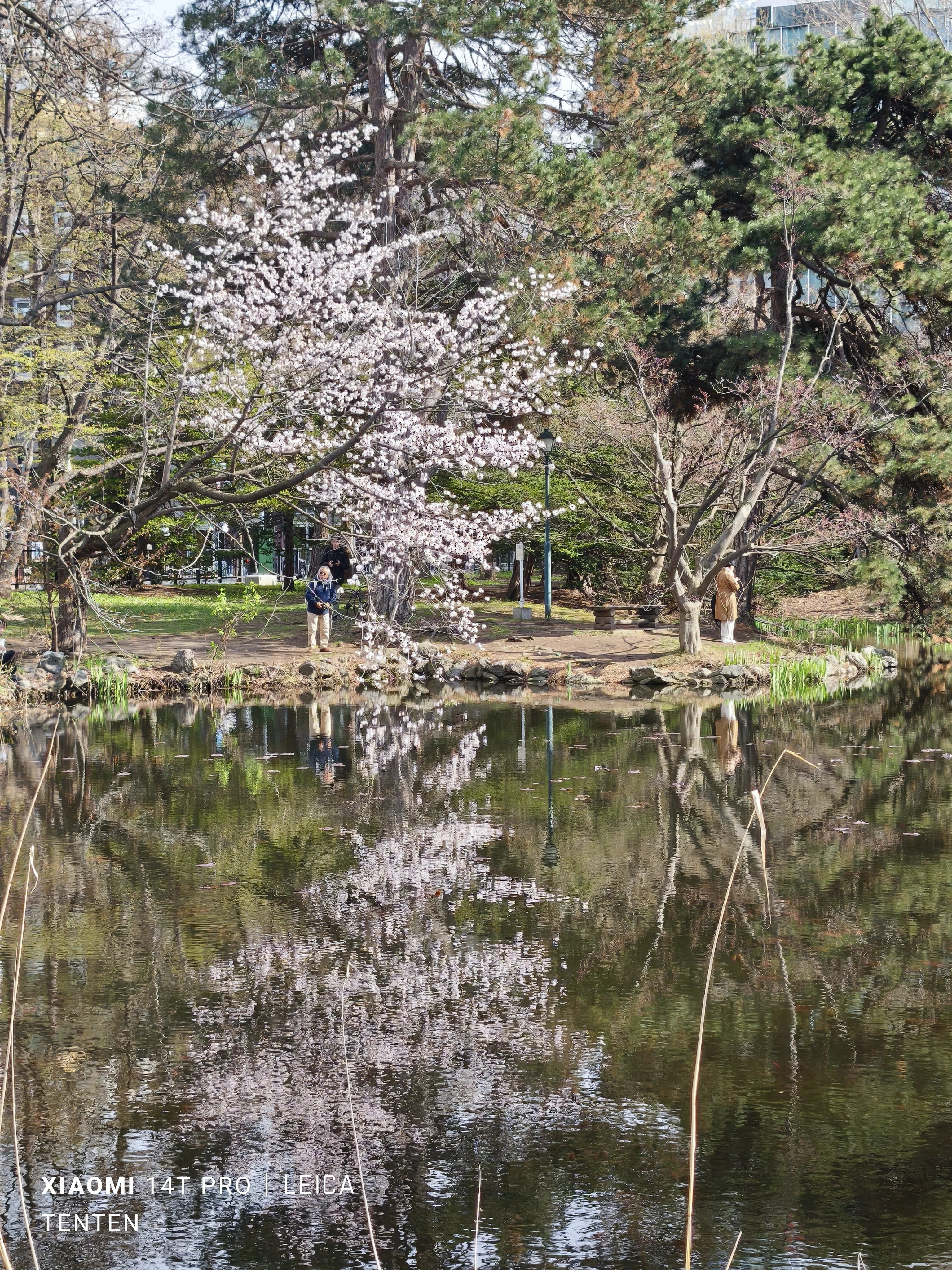 北海道庁旧本庁舎（道庁赤レンガ庁舎）の庭の桜（2025年4月26日