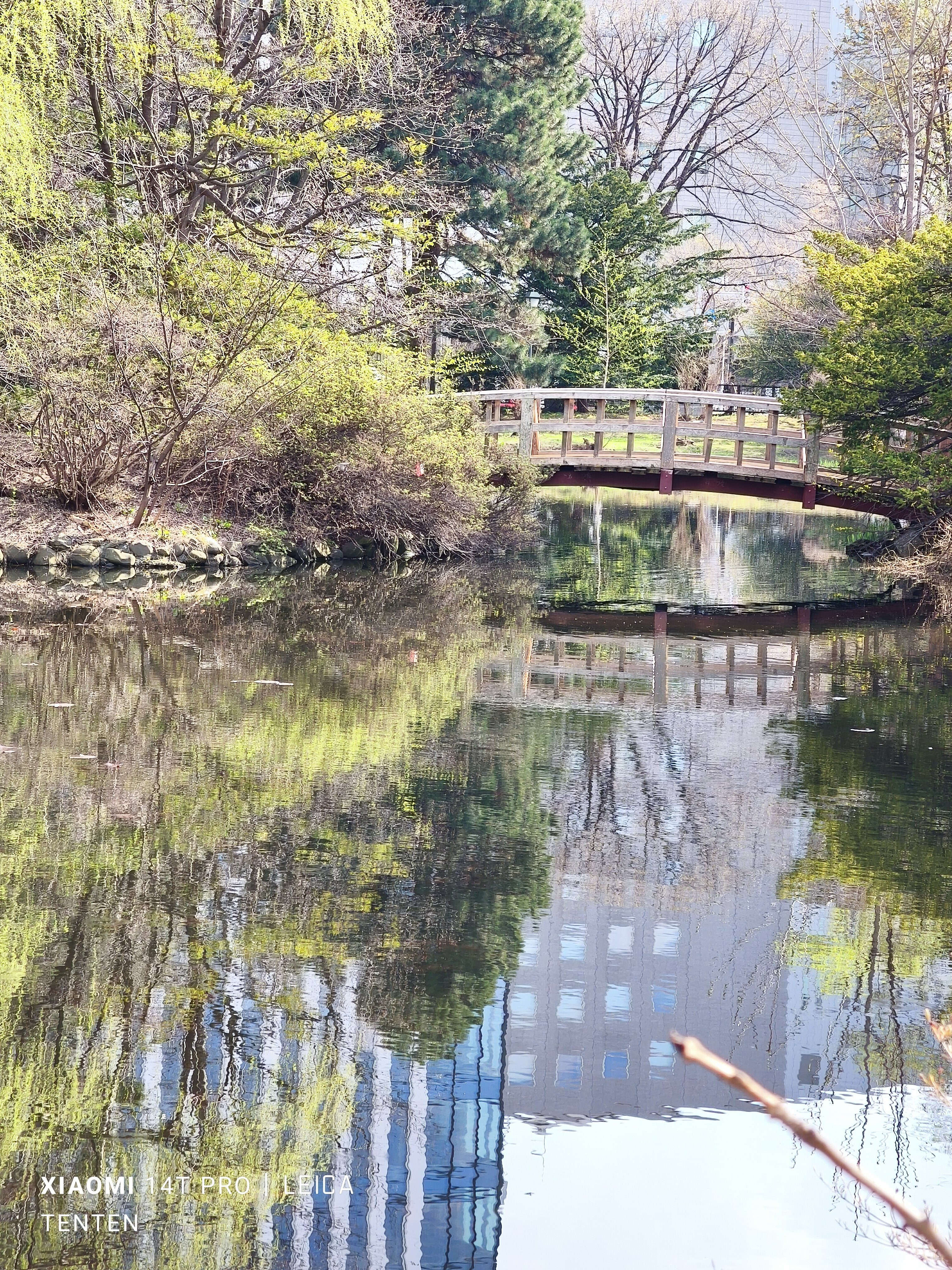 北海道庁旧本庁舎（道庁赤レンガ庁舎）の庭の桜（2025年4月26日