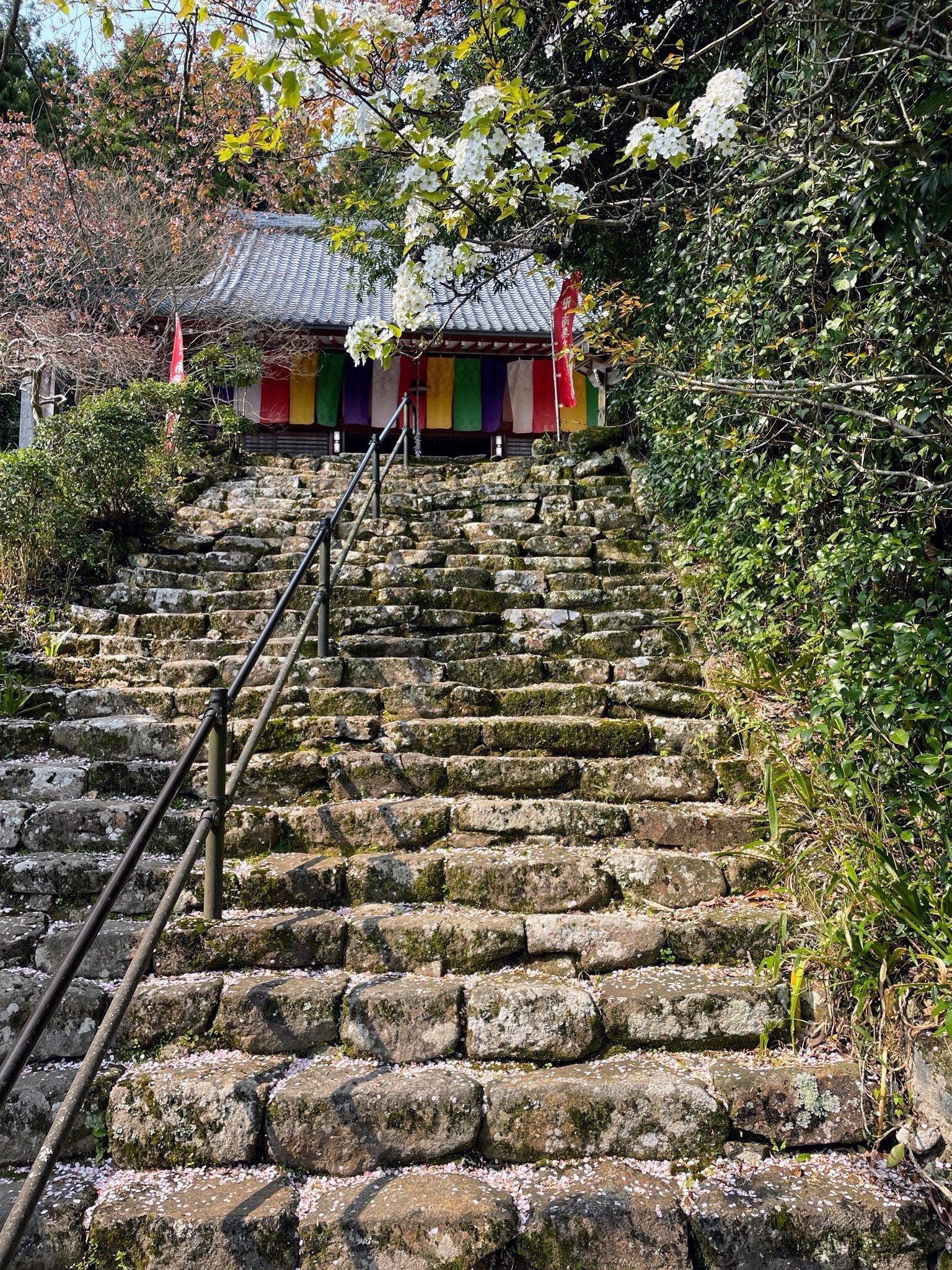奈良・室生古道と千年桜、千本杉：2｜美術館とお寺と猫