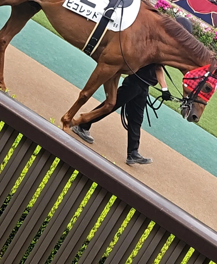 東京競馬場訪問(4/26)｜雛鳥キリン