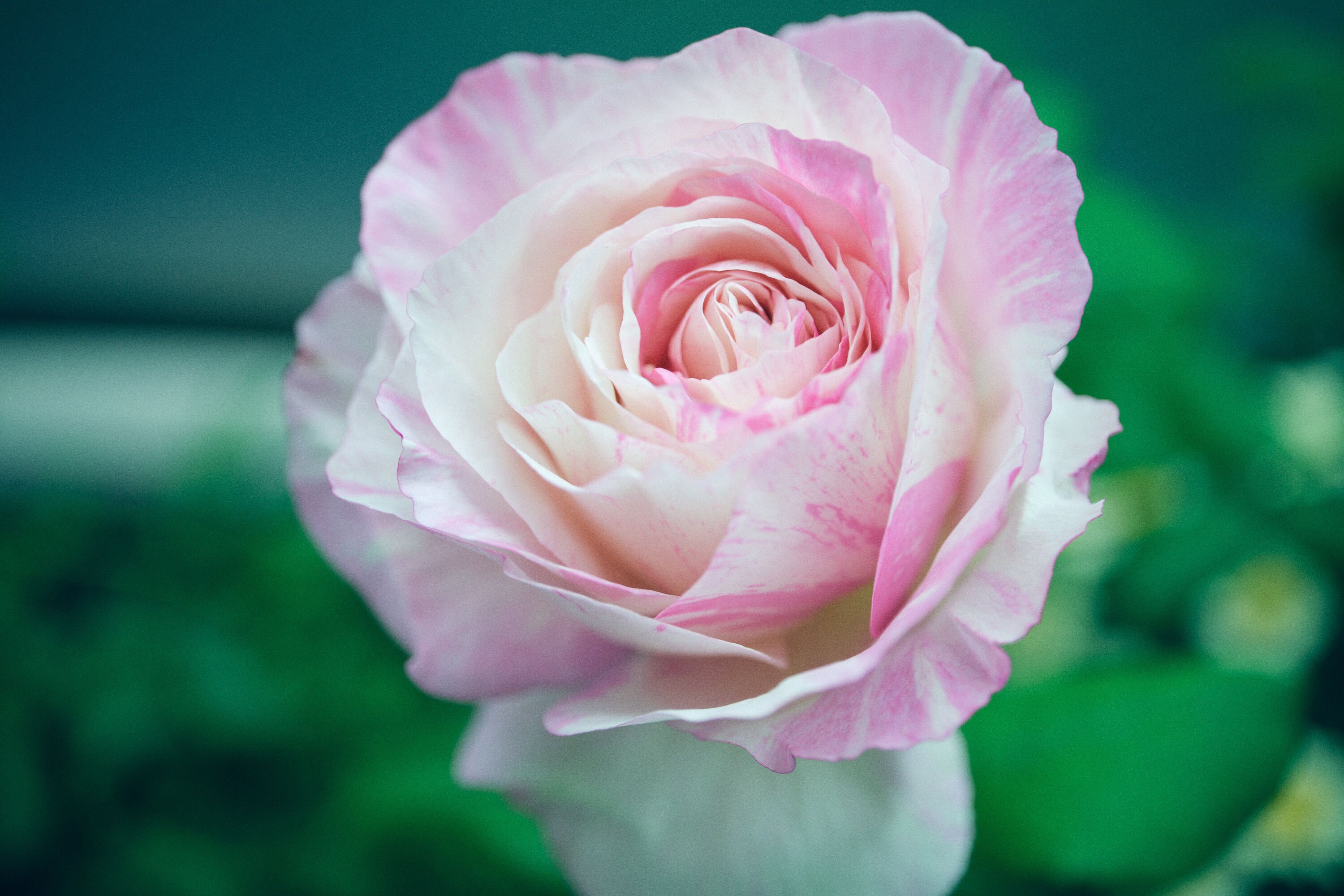 3月〜4月のベランダ園芸記録：バラ編｜わ