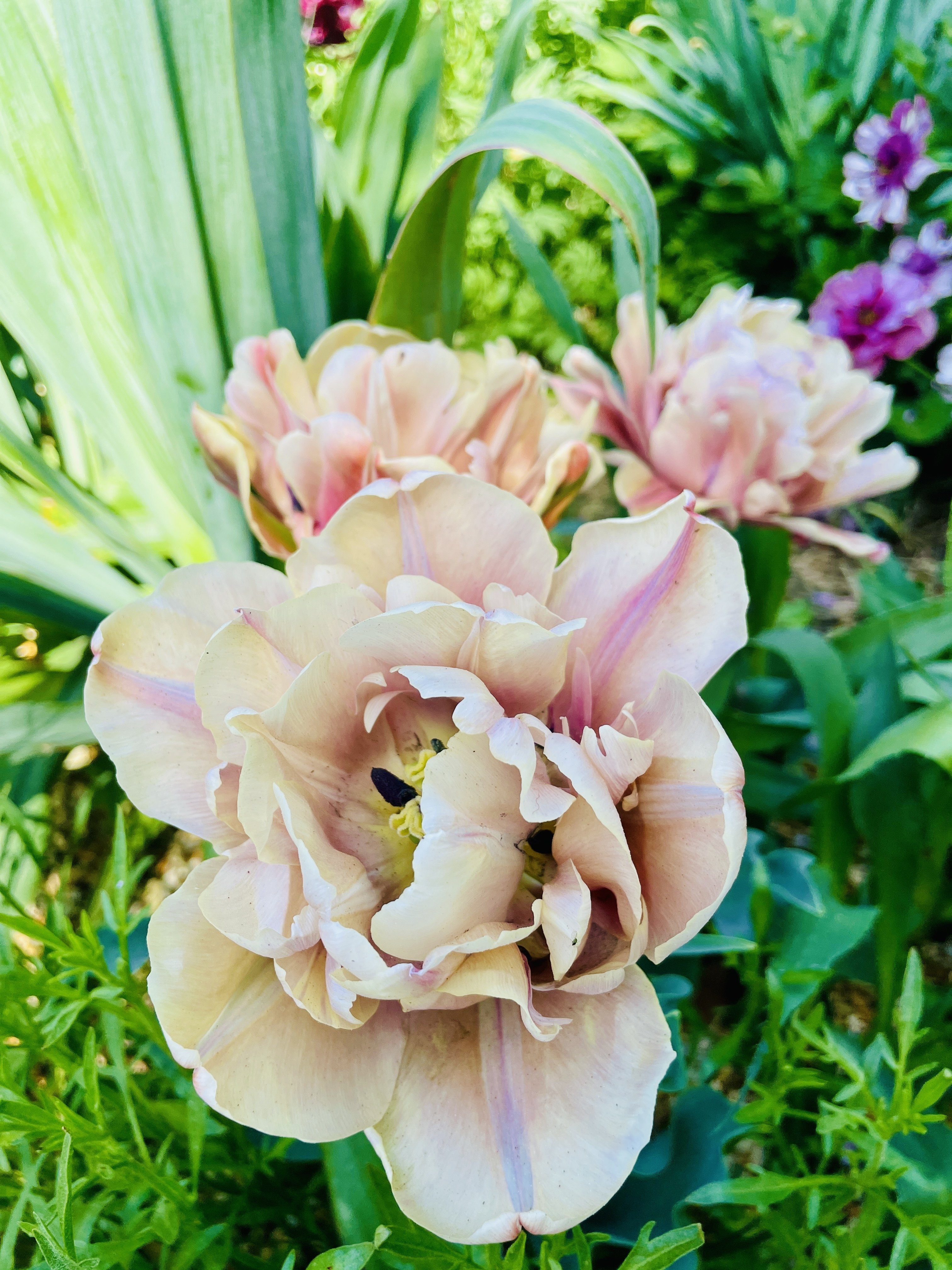 植栽家の日常】20250426 チューリップの散り際の退廃美についてChatGPT