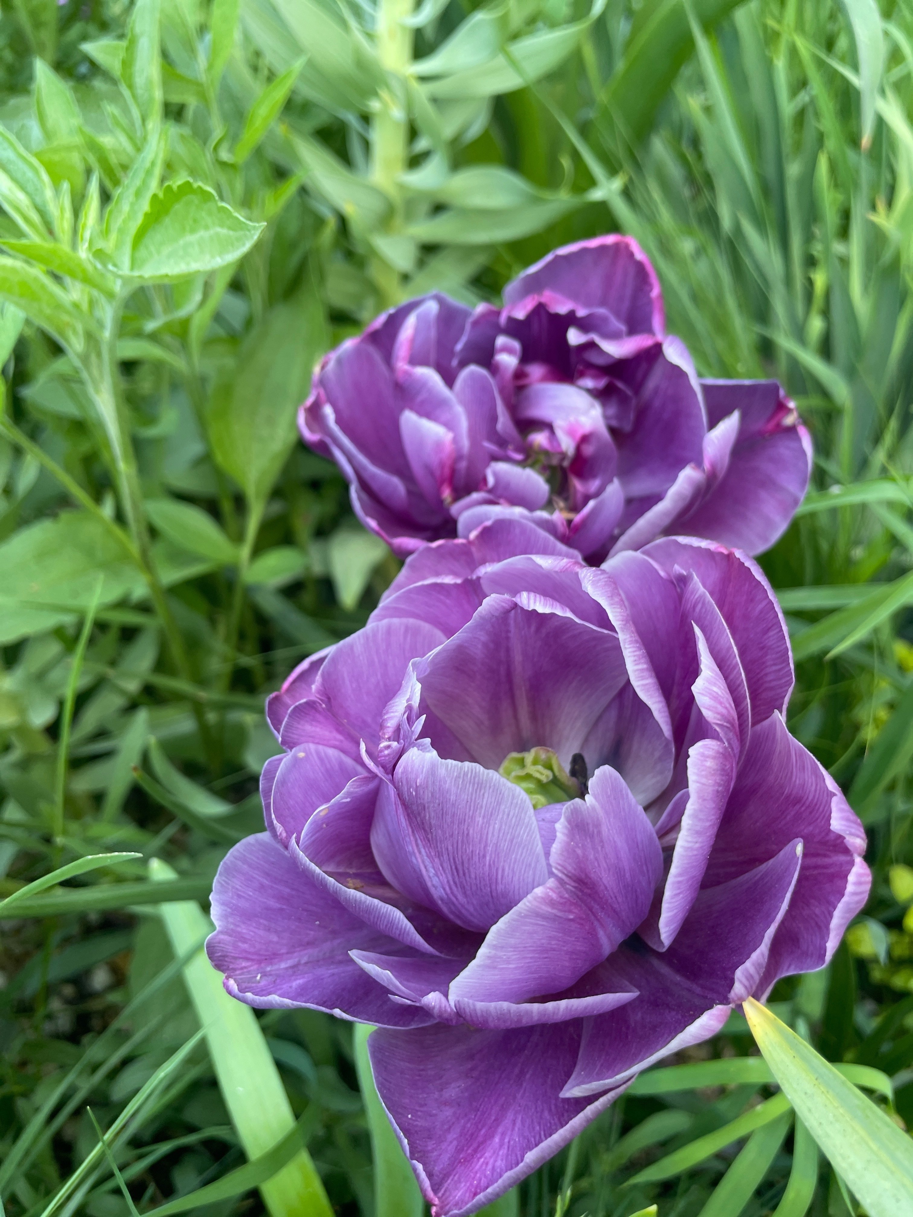 植栽家の日常】20250426 チューリップの散り際の退廃美についてChatGPT