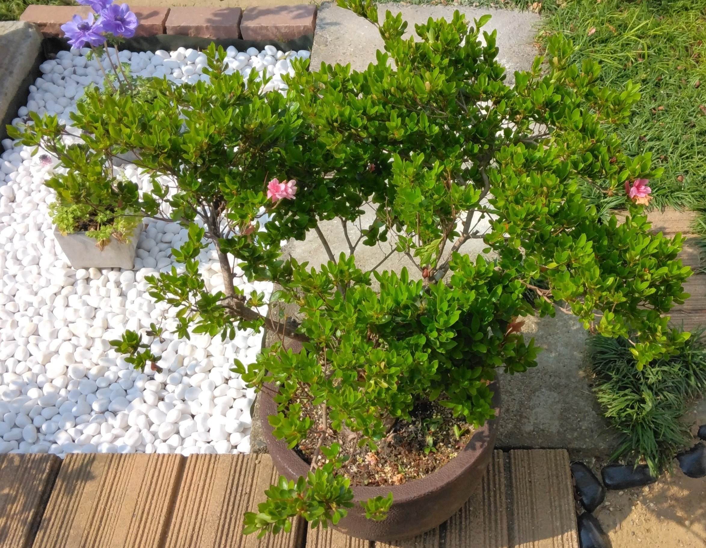 サツキの鉢植えを剪定しました｜べてらんえんじにあ