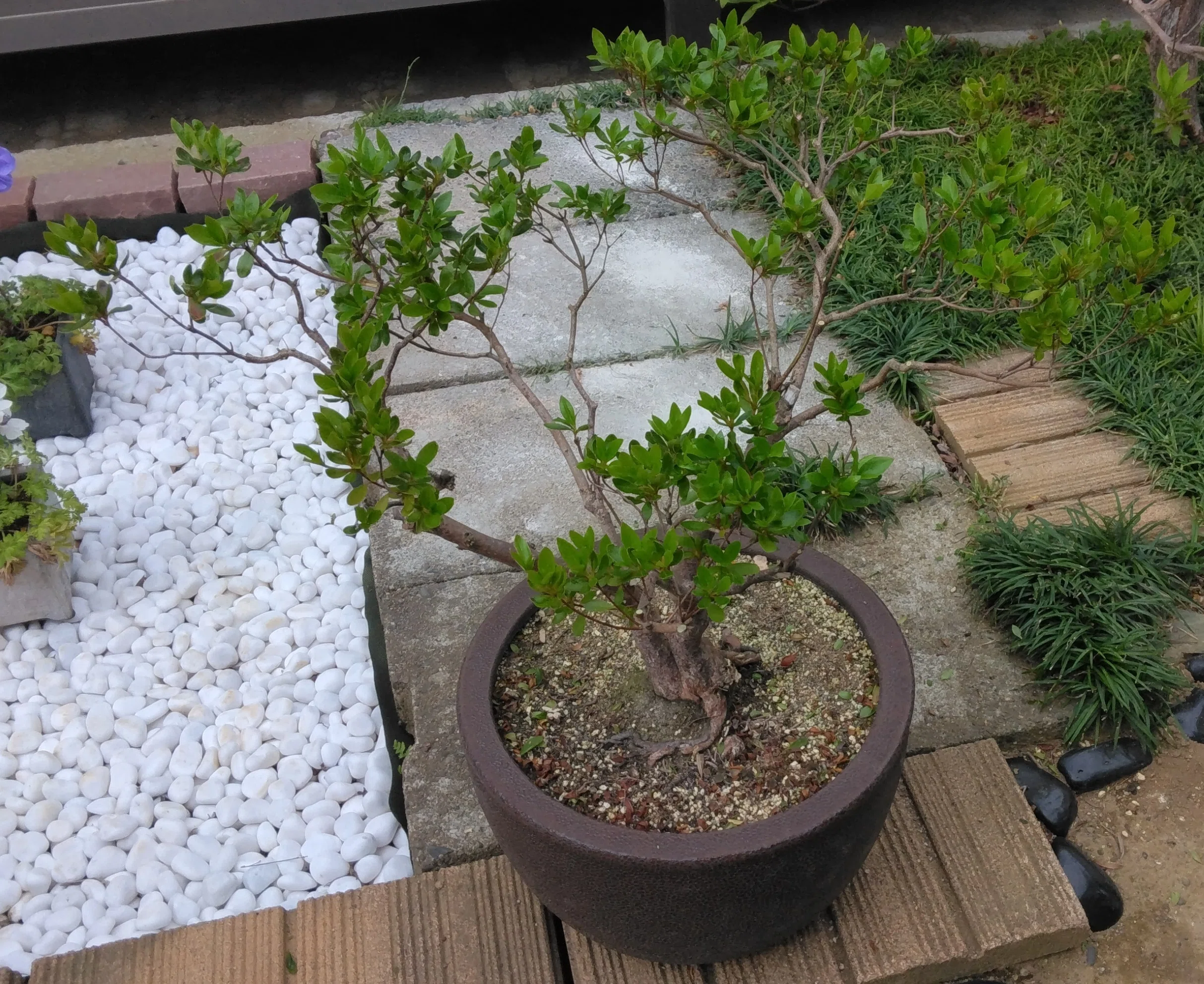 さつき等 140鉢余　まとめて譲渡 値下げ サツキの鉢植えを剪定しました｜べてらんえんじにあ