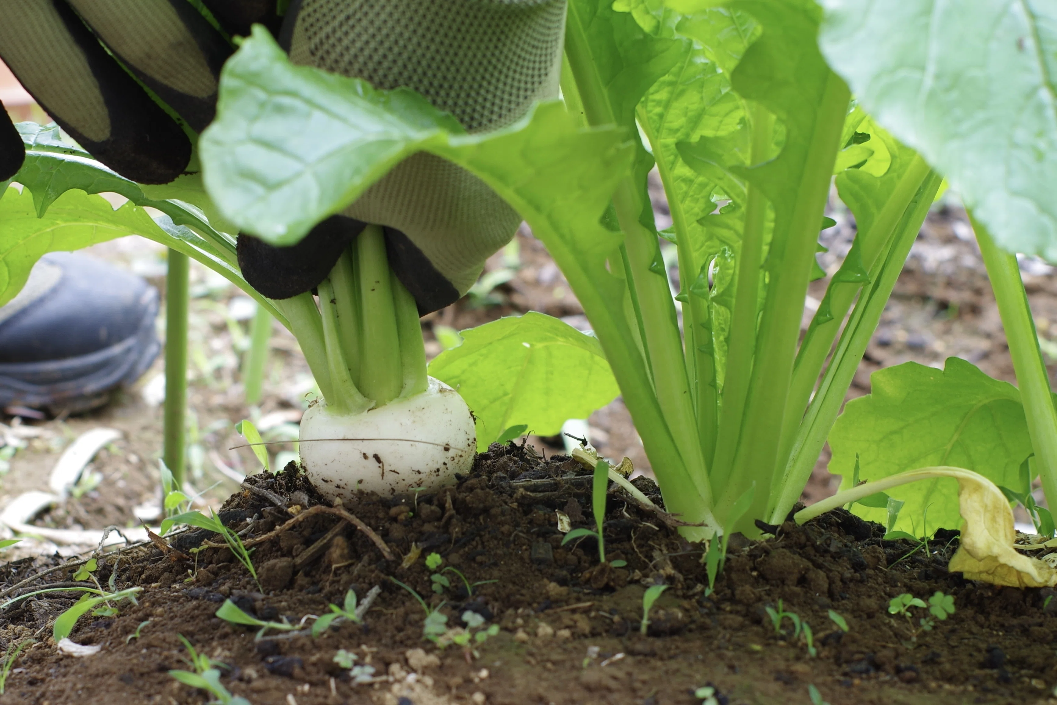 Turnip, Spring Observation Diary vol. 2 / The taste of a single