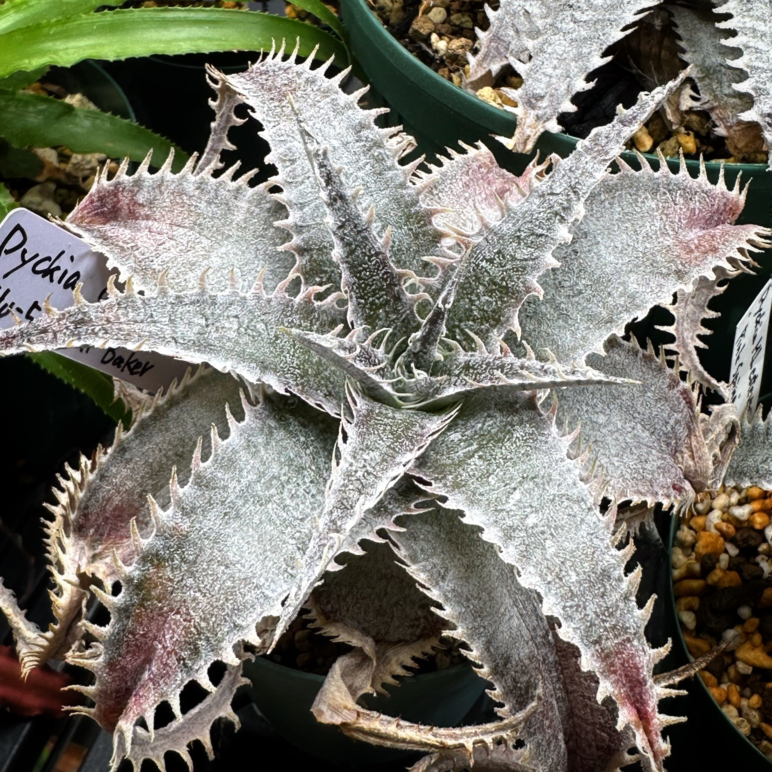 Dyckia marnier-lapostollei が好きです|暇人 Dyckia marnier-lapostollei が好きです|暇人