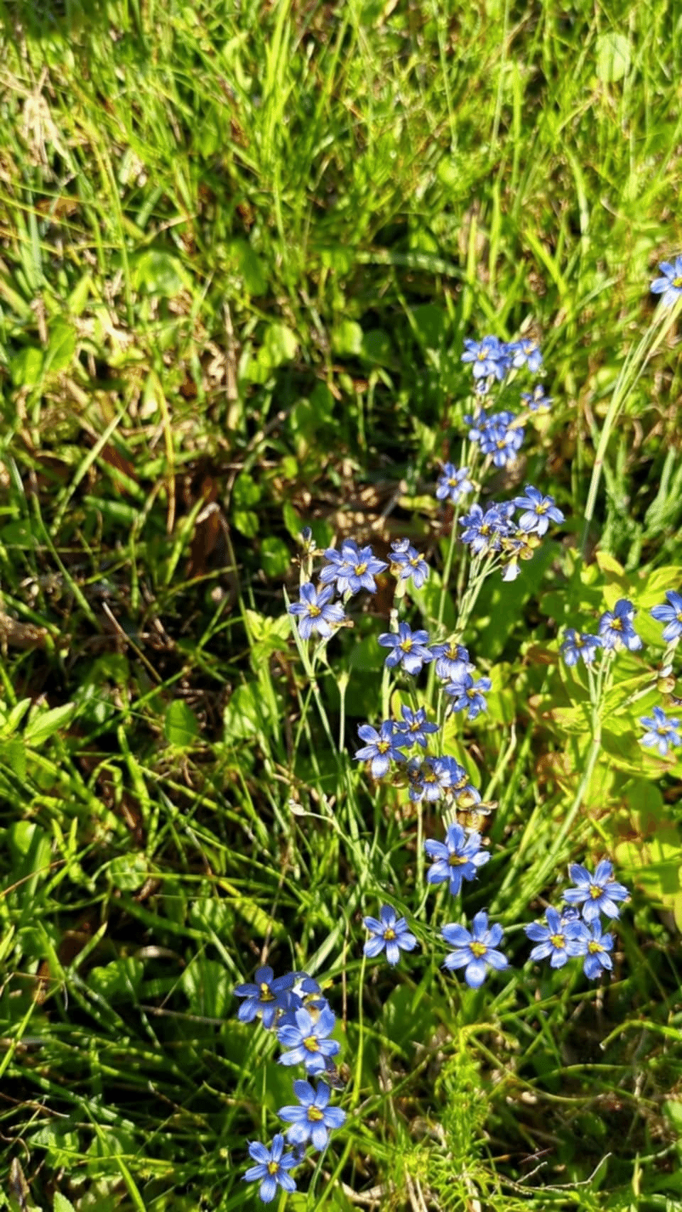 野草のこと Wild plants｜Kiyomi sensei