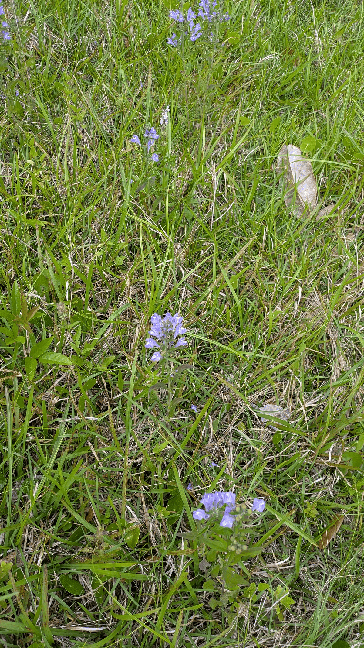 野草のこと Wild plants｜Kiyomi sensei