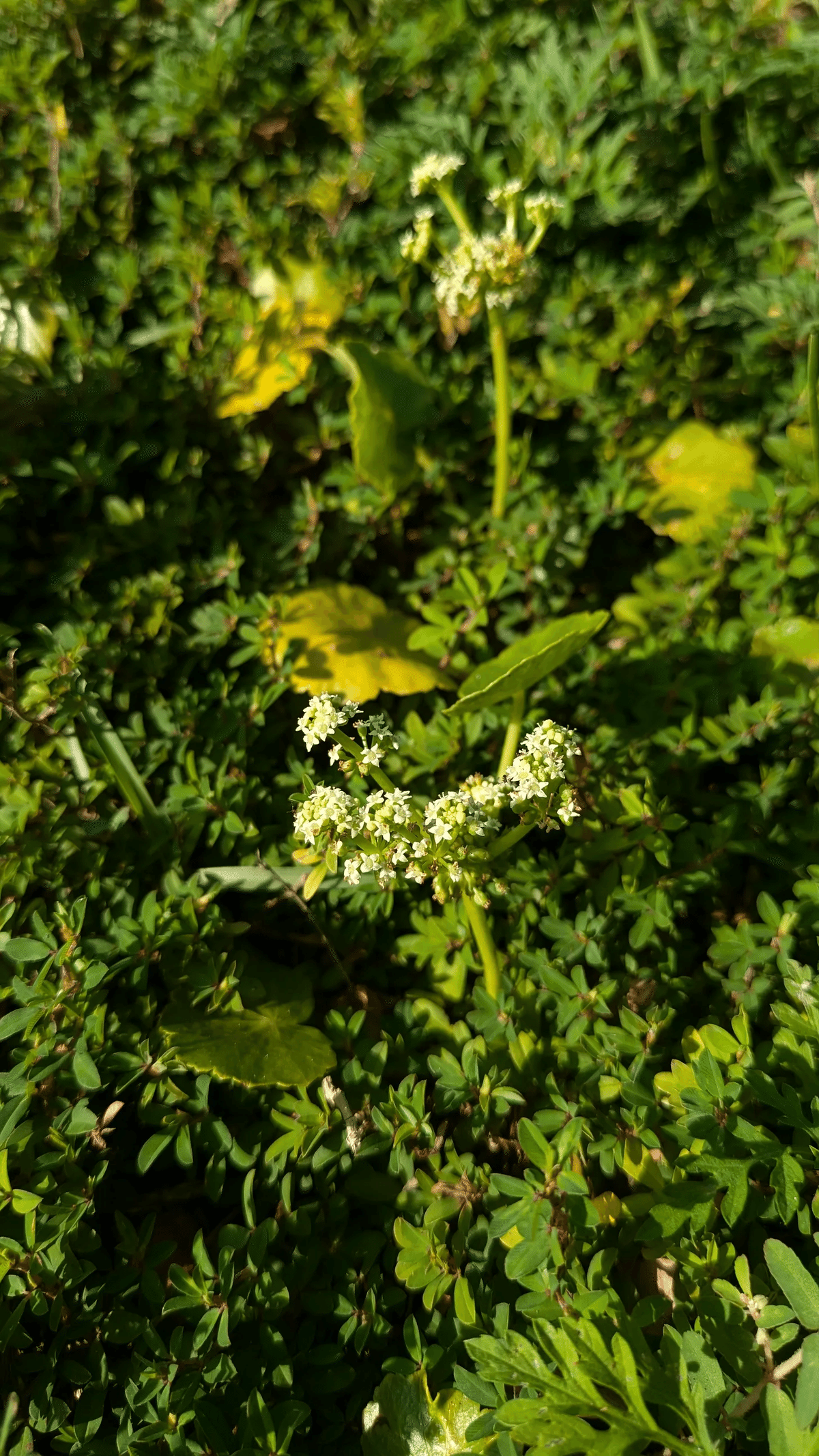 野草のこと Wild plants｜Kiyomi sensei