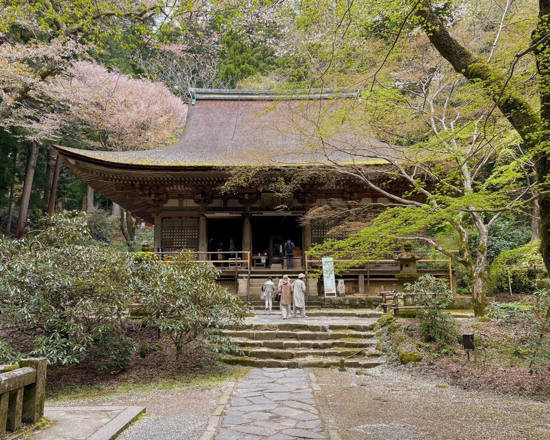 奈良・室生古道と千年桜、千本杉：1｜美術館とお寺と猫
