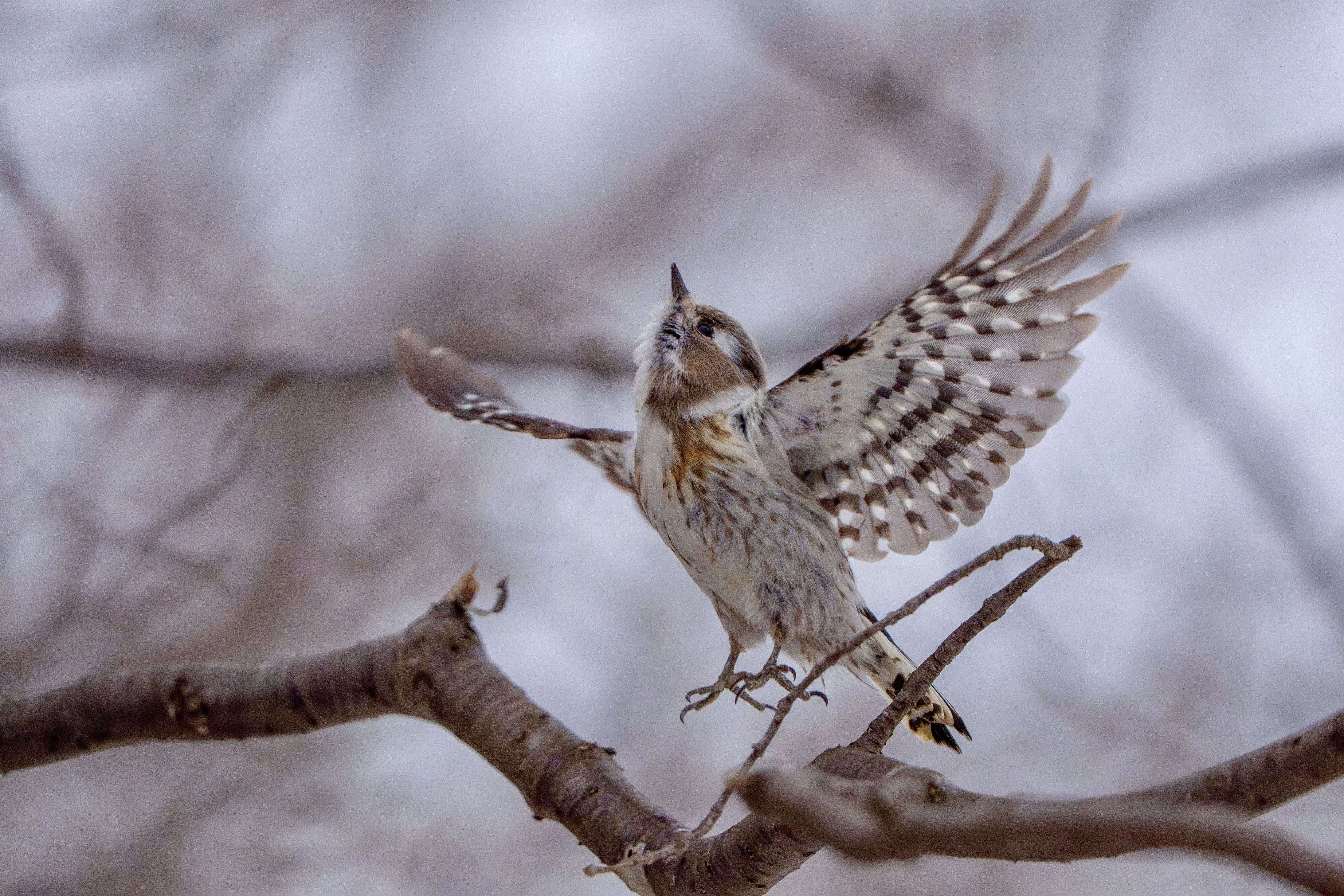 2025年4月の野鳥観察｜TOLIMAN Hondα