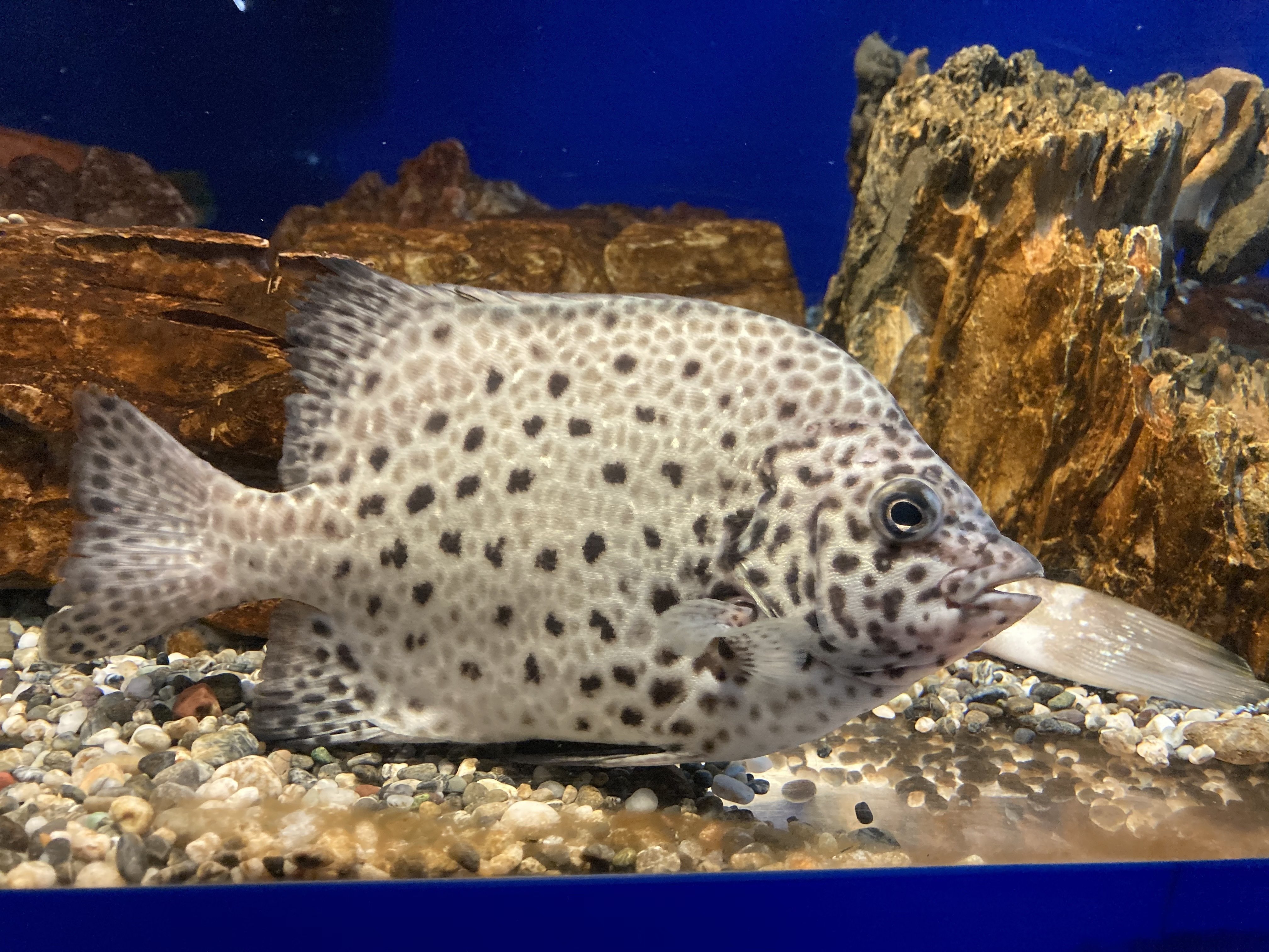 魚の剥製 海の魚 58cm イシガキタイ 時計付き 魚の剥製 海の魚 58cm イシガキタイ 時計付き 魚の剥製 海の魚 58cm