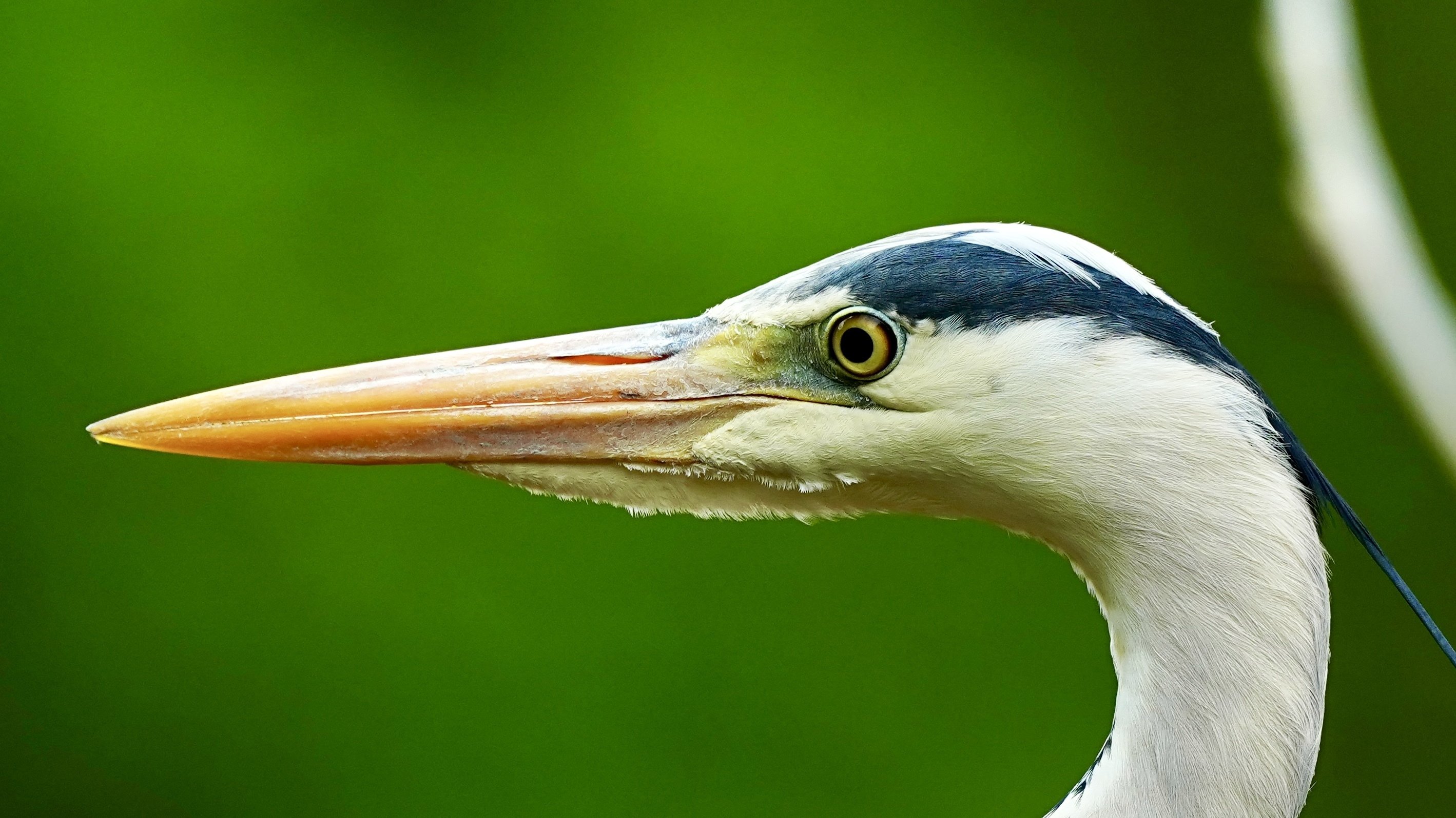 初キビタキ撮影に成功！ついに夏鳥シーズン開幕（SONY α1Ⅱ