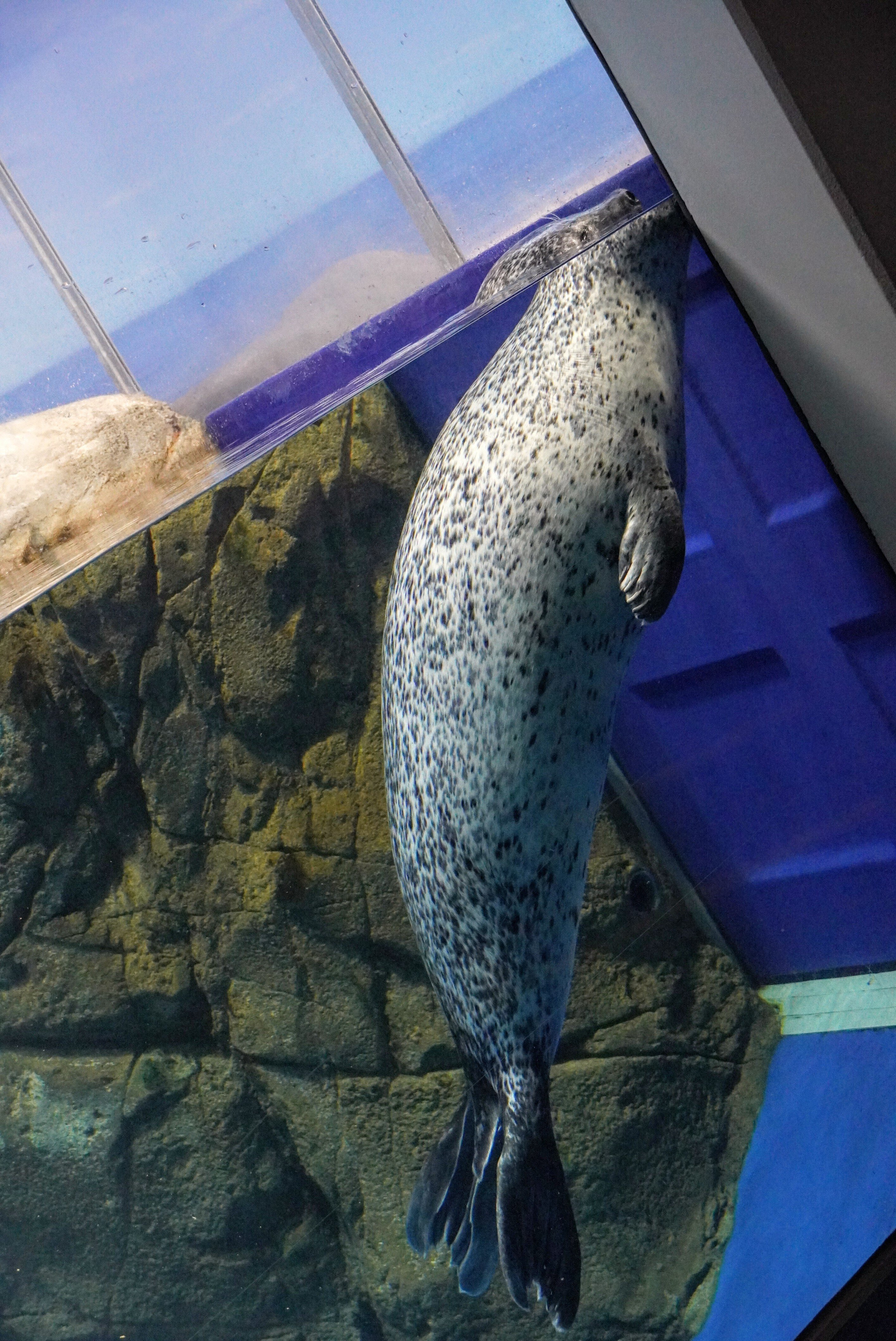 PS エコエコアザラク 202511 #新江ノ島水族館 #えのすい #ゴマフアザラシ #ココア